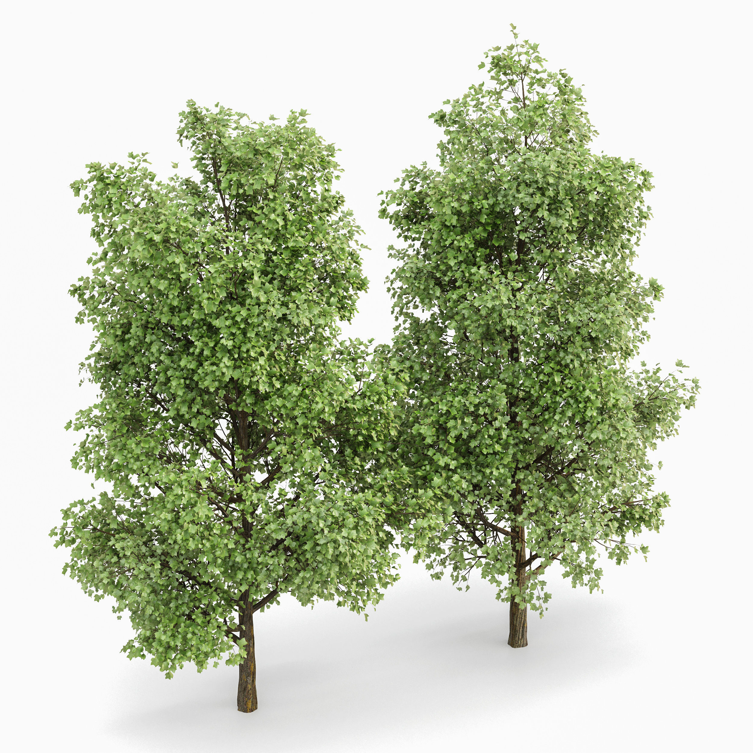 Tulip poplar 2 trees 3D model_2