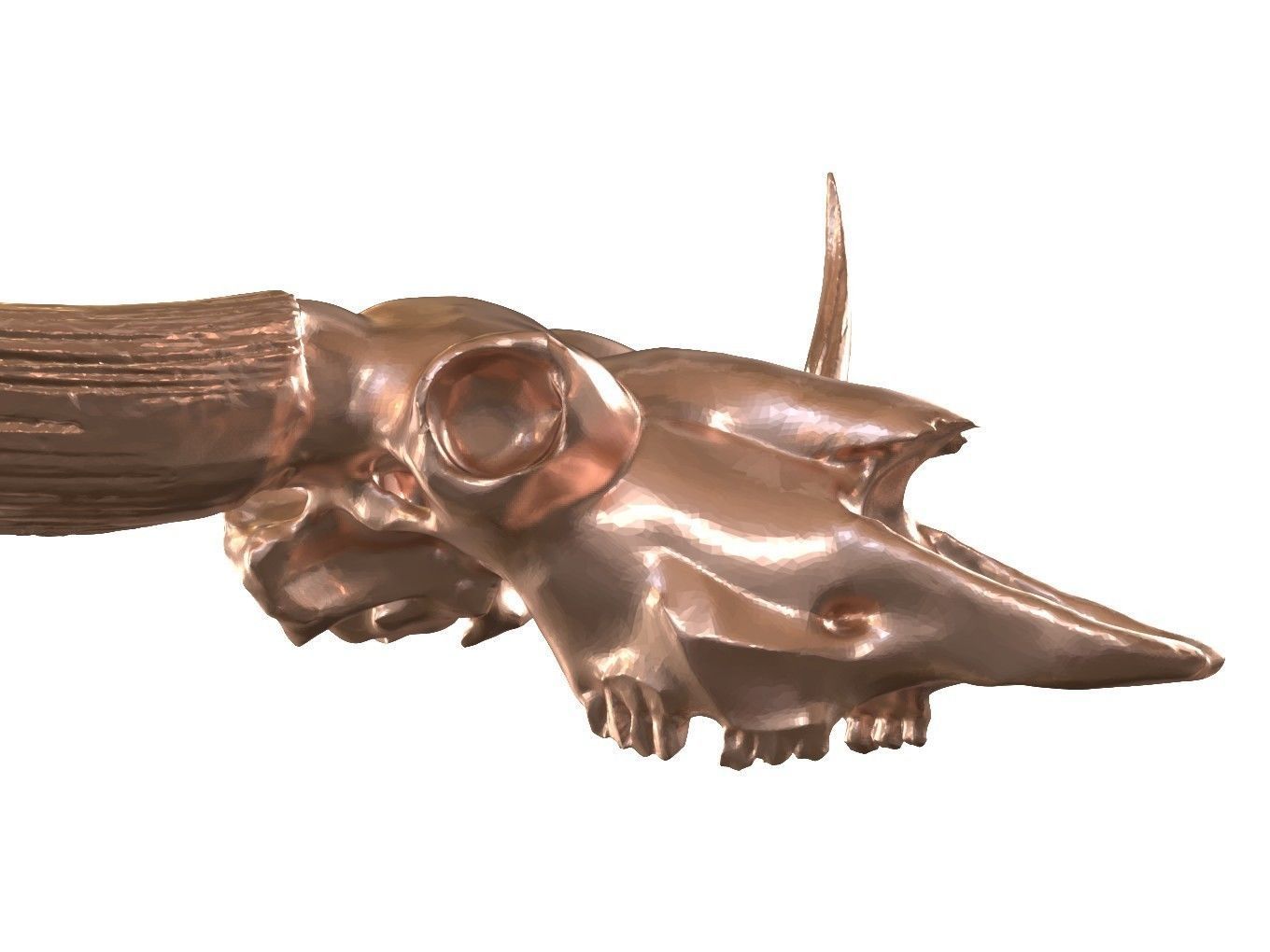 Cranium Charm Bison Latifrons Bronze 3D print model_3