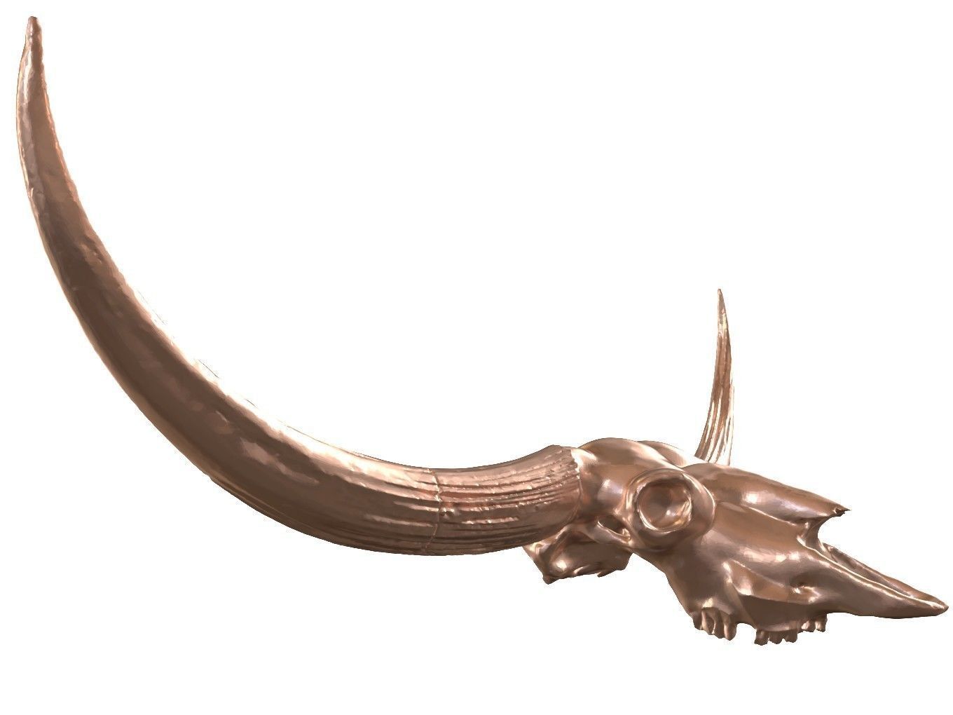 Cranium Charm Bison Latifrons Bronze 3D print model_2