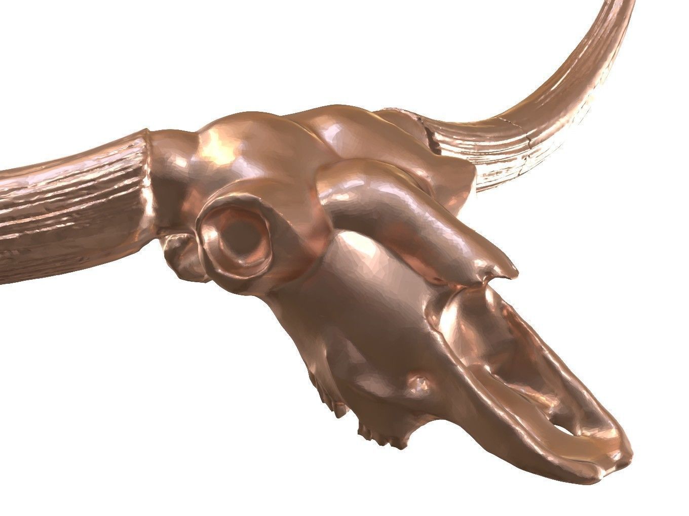 Cranium Charm Bison Latifrons Bronze 3D print model_7