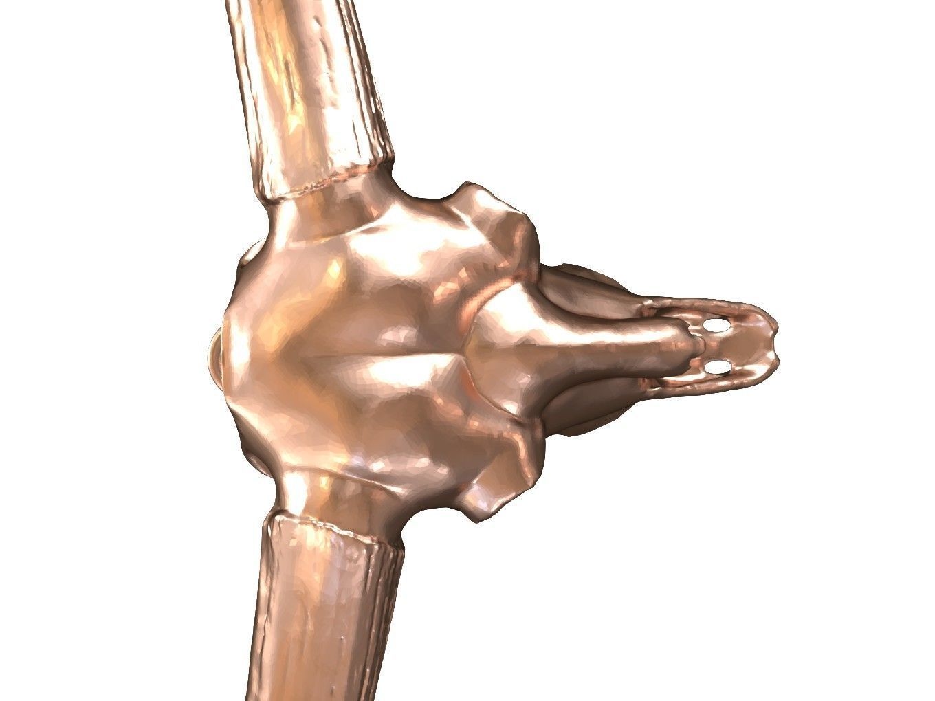 Cranium Charm Bison Latifrons Bronze 3D print model_4