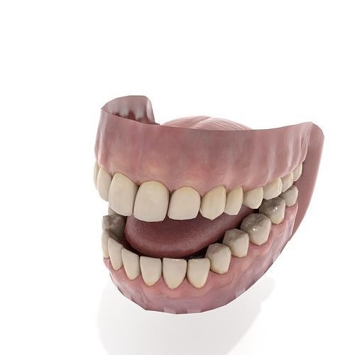Oral dental teeth 3D model