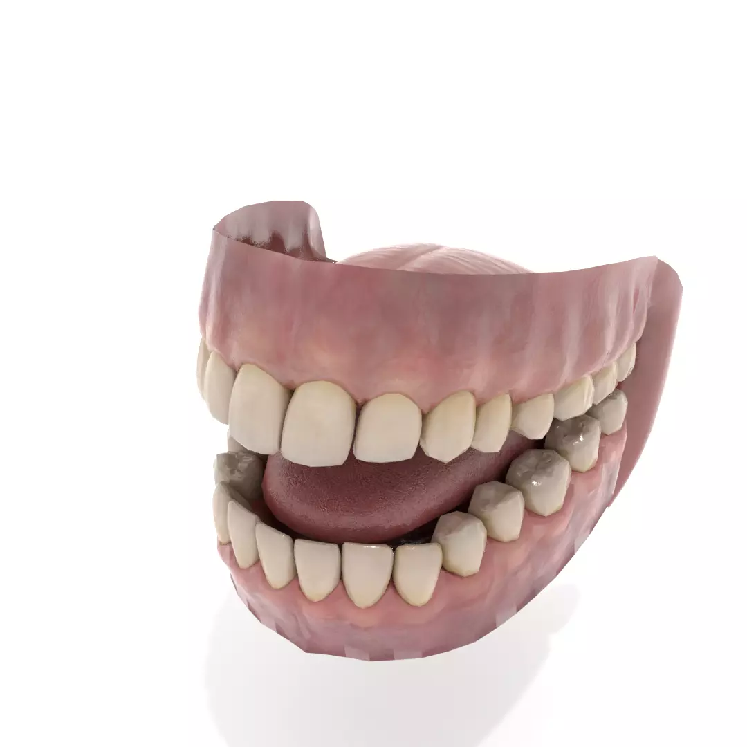Oral dental teeth 3D model_0