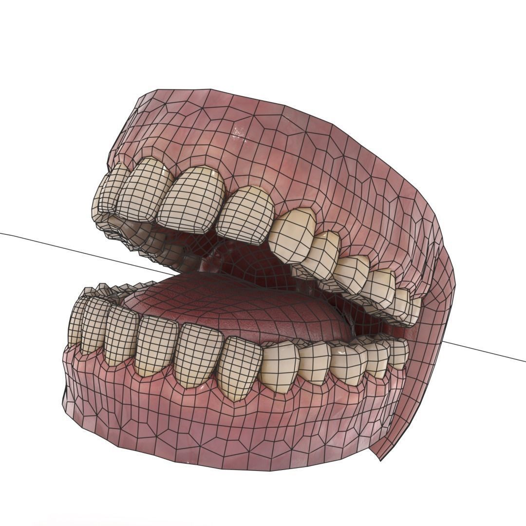 Oral dental teeth 3D model_2