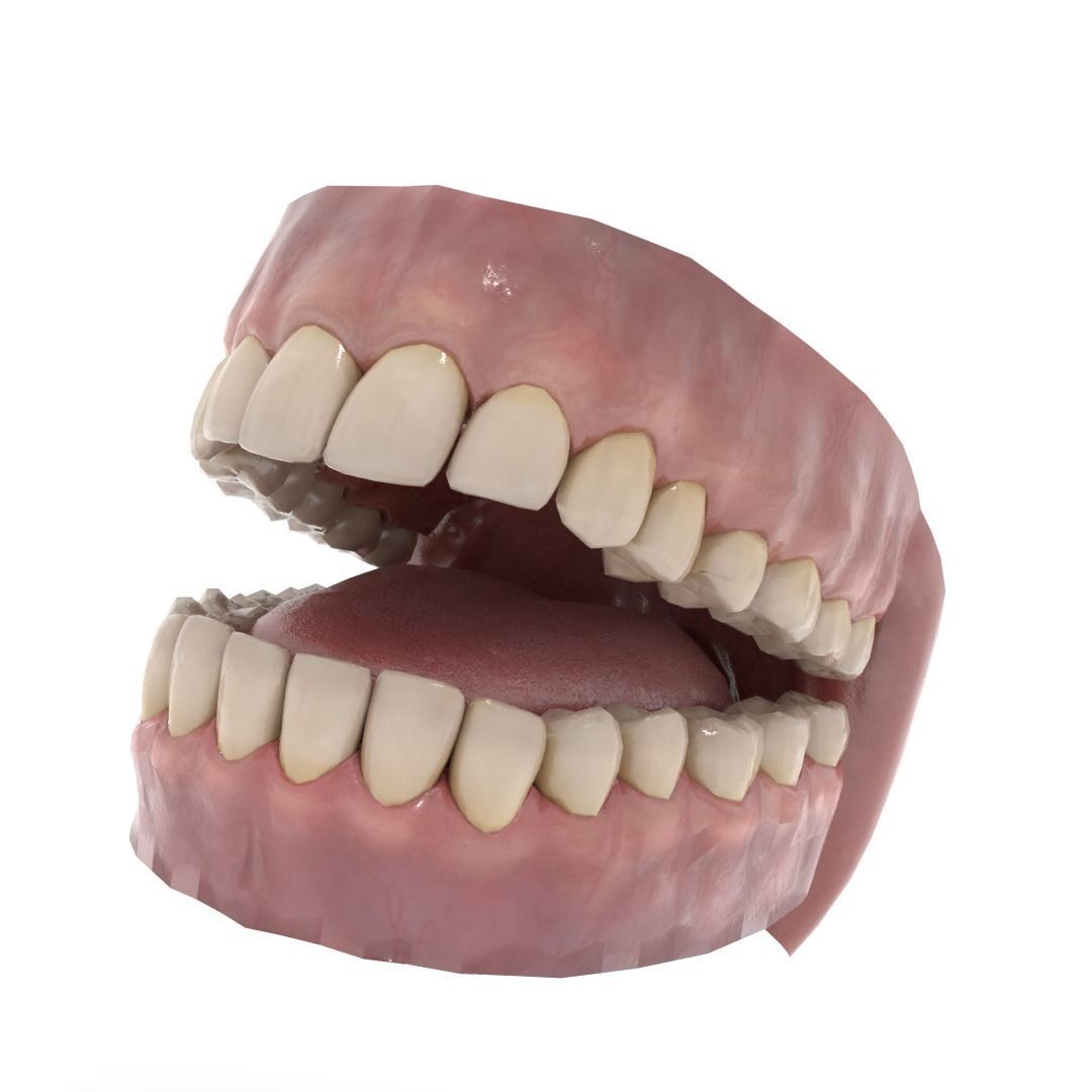 Oral dental teeth 3D model_1