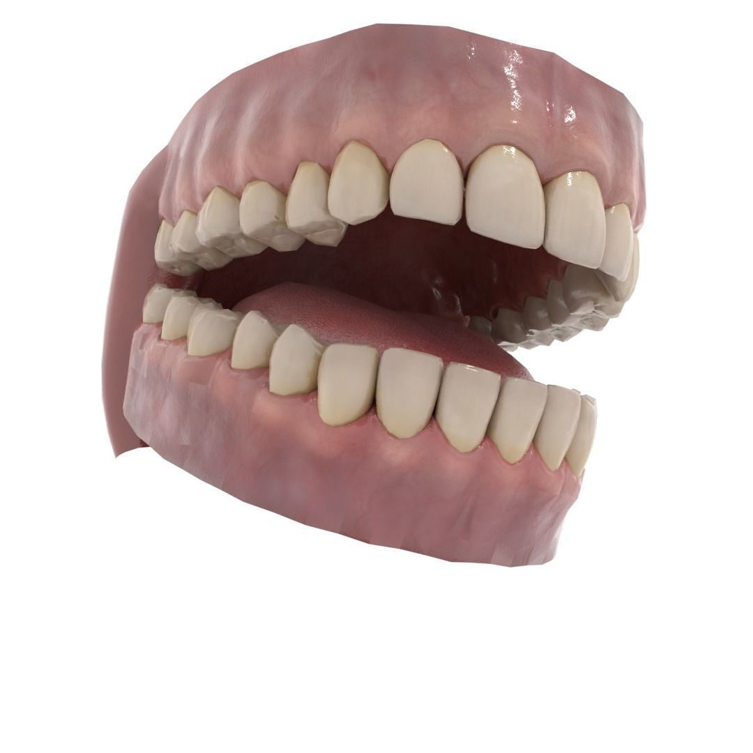 Oral dental teeth 3D model_3