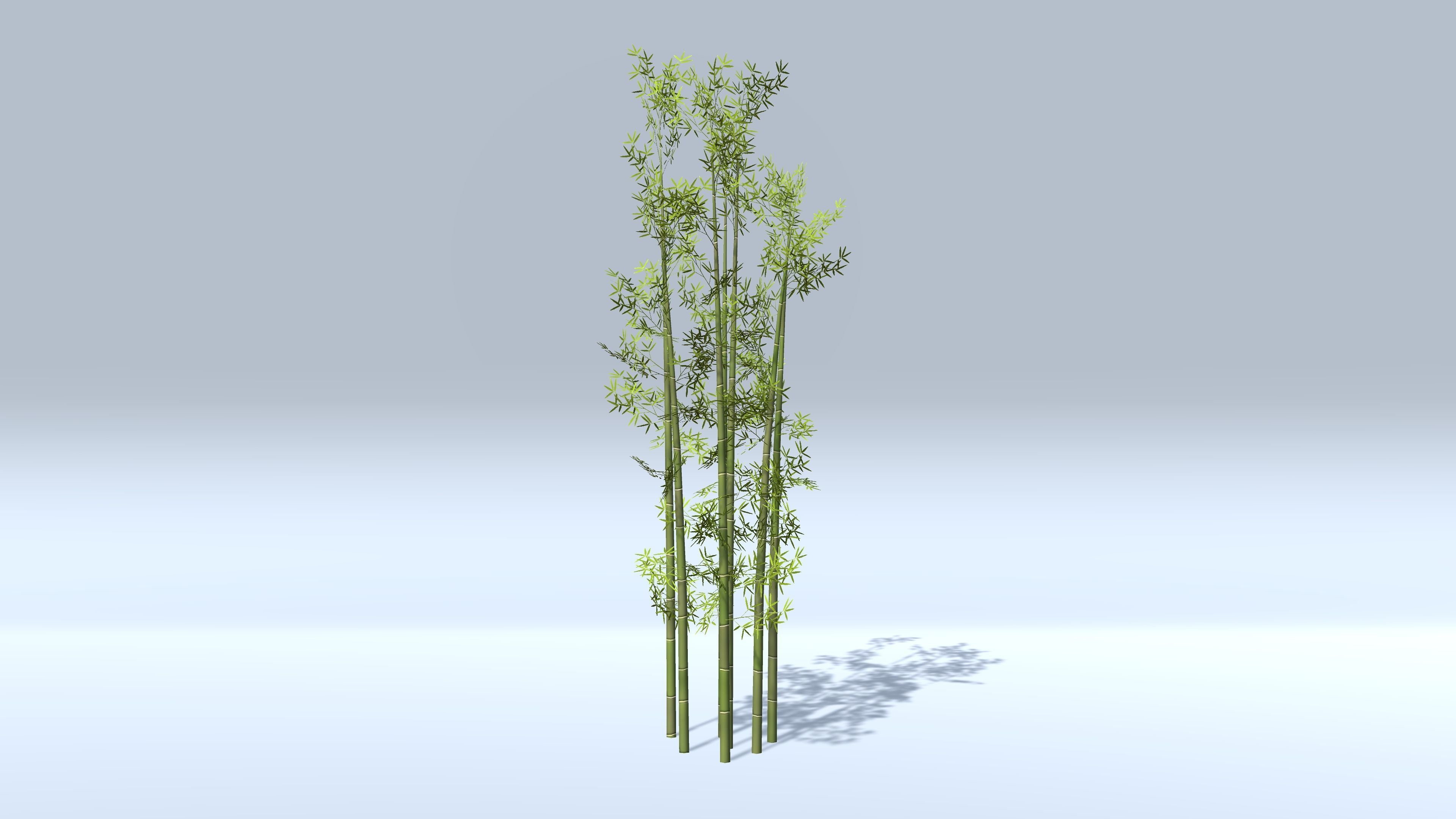 Bamboo Groups Low-poly 3D model_2