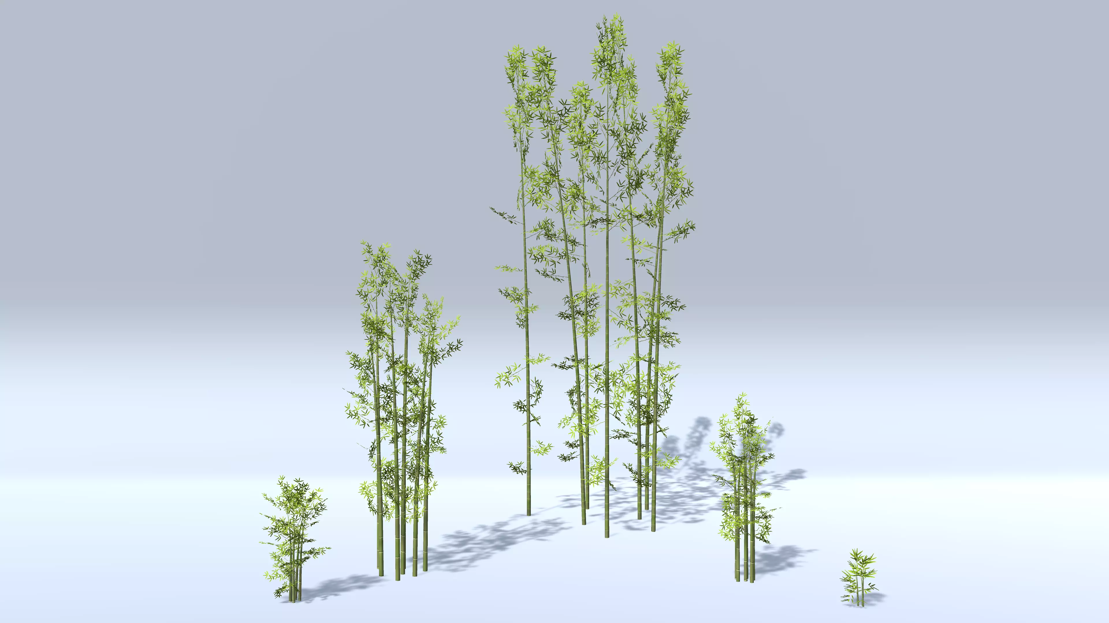 Bamboo Groups Low-poly 3D model_0