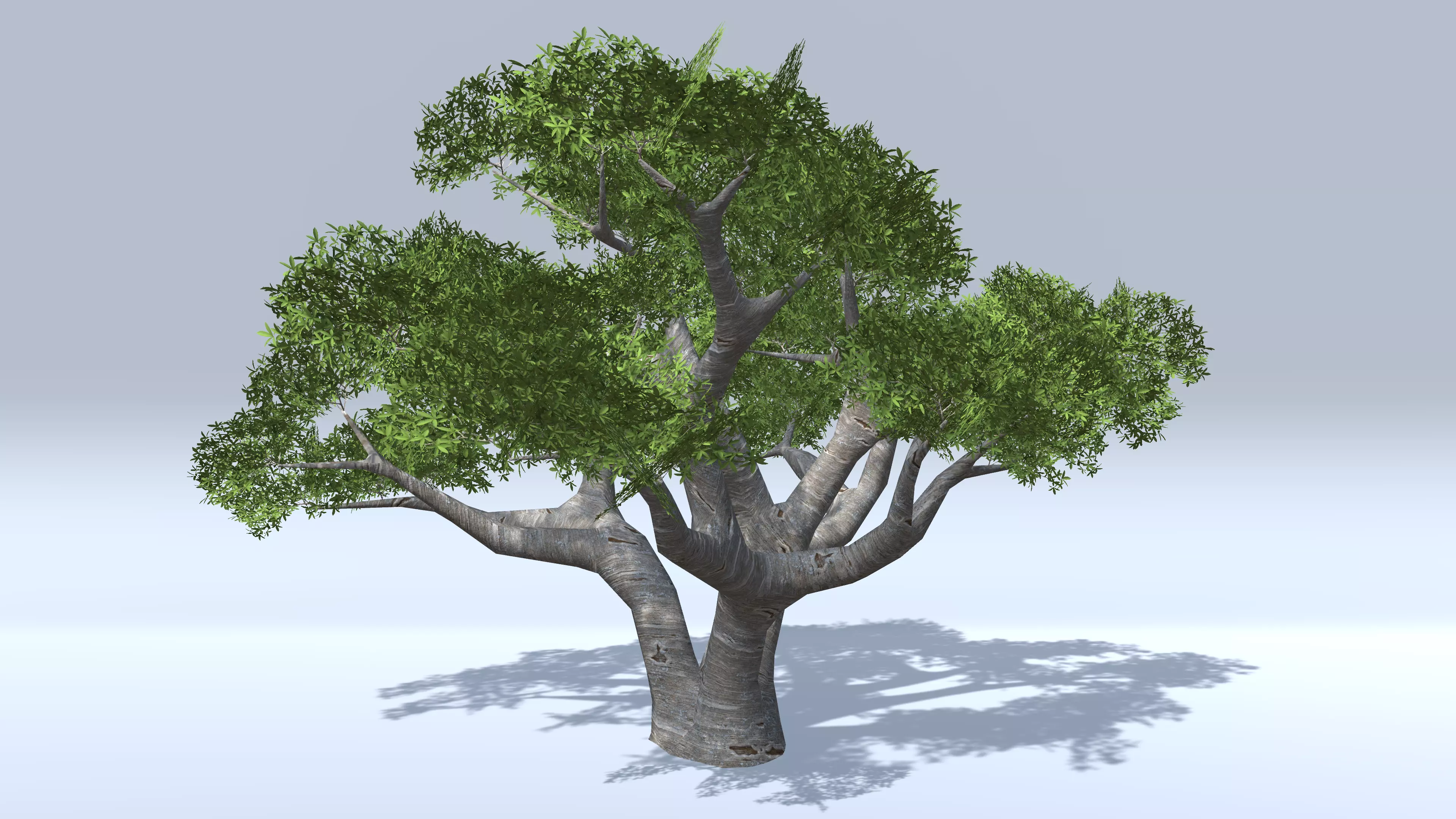 Baobab Trees Low-poly 3D model