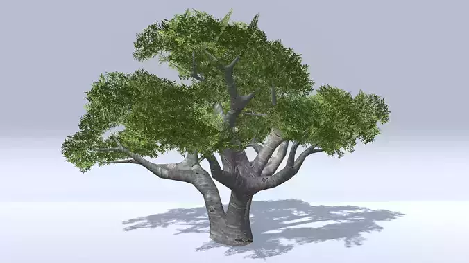 Baobab Trees Low-poly 3D model