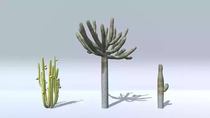 Cactuses three cactus plants