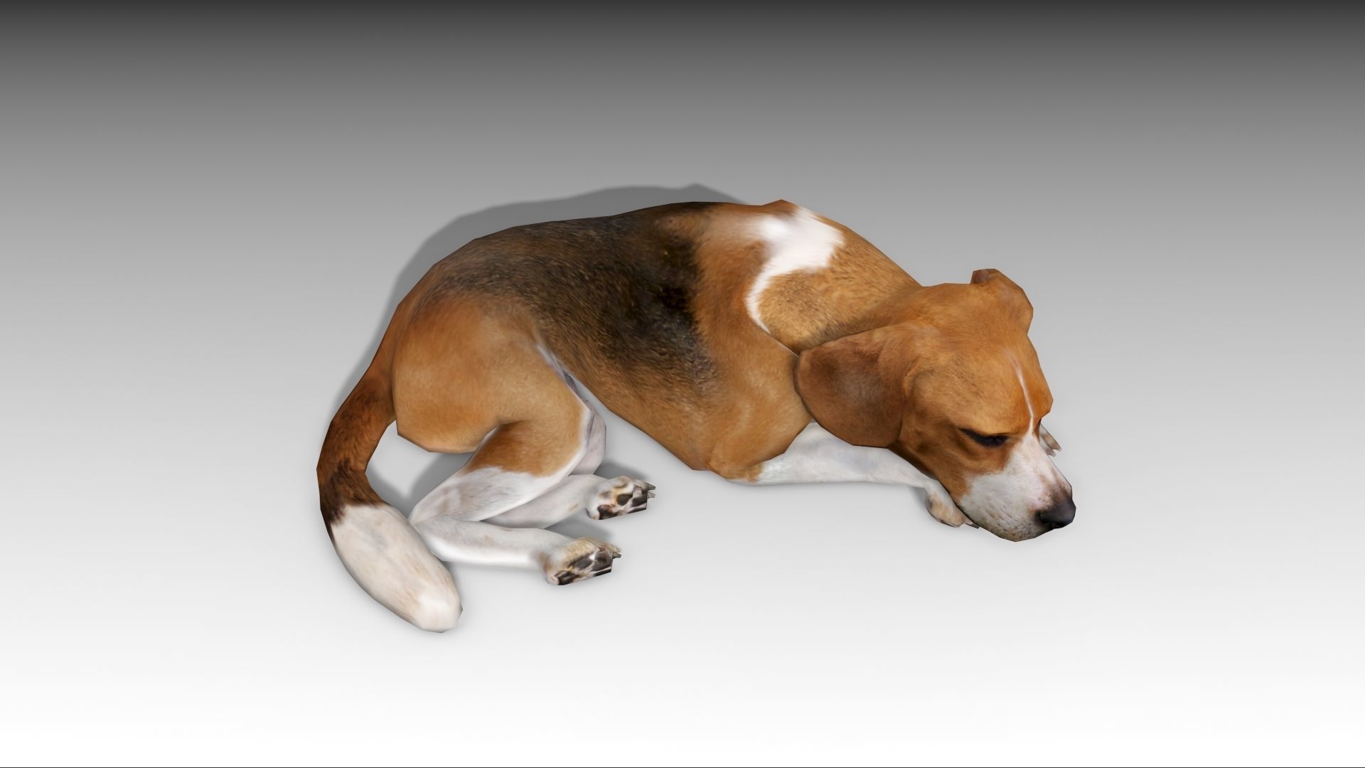 Beagle dog Low-poly 3D model_8