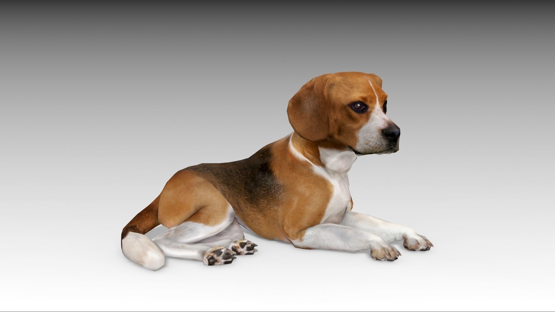 Beagle dog Low-poly 3D model_7