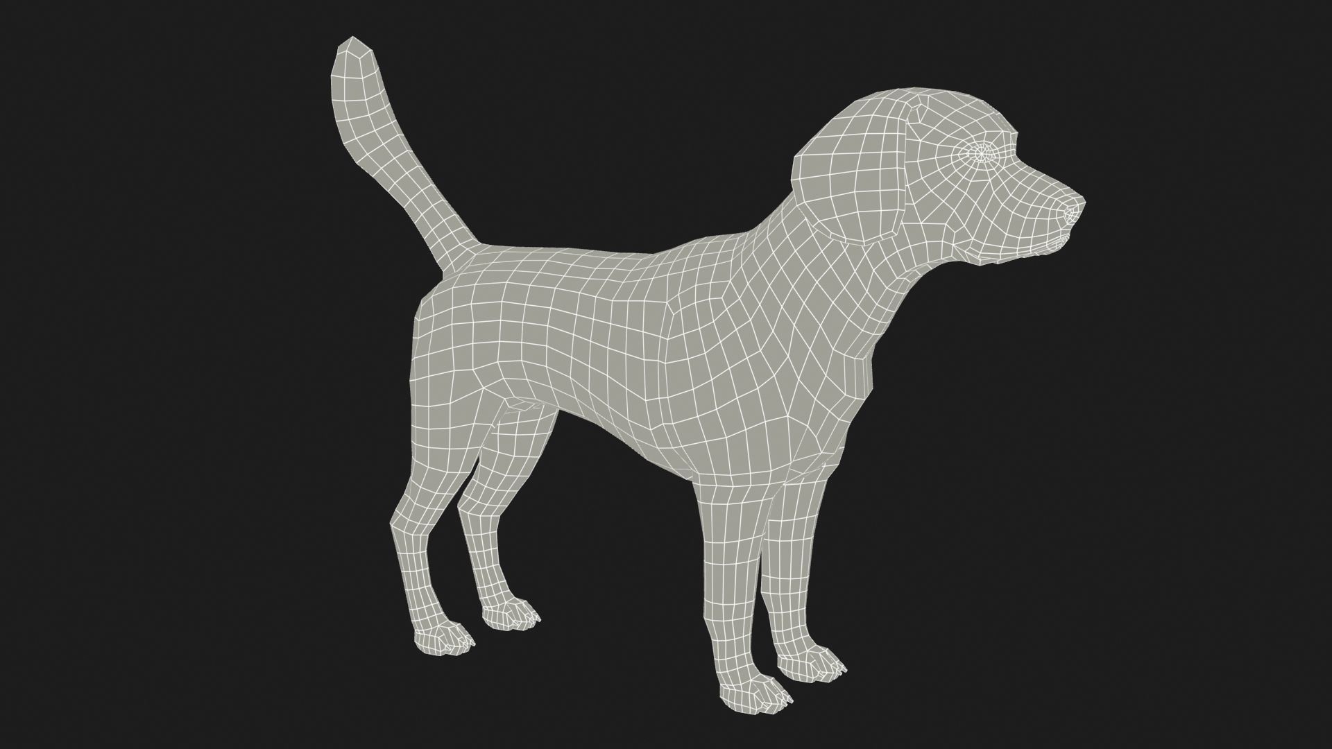 Beagle dog Low-poly 3D model_14