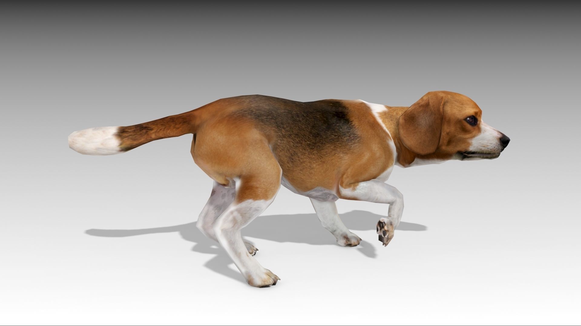 Beagle dog Low-poly 3D model_11