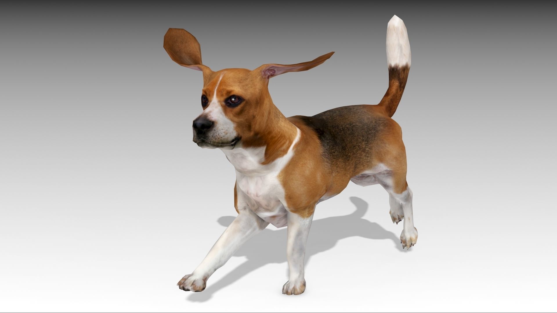 Beagle dog Low-poly 3D model_6
