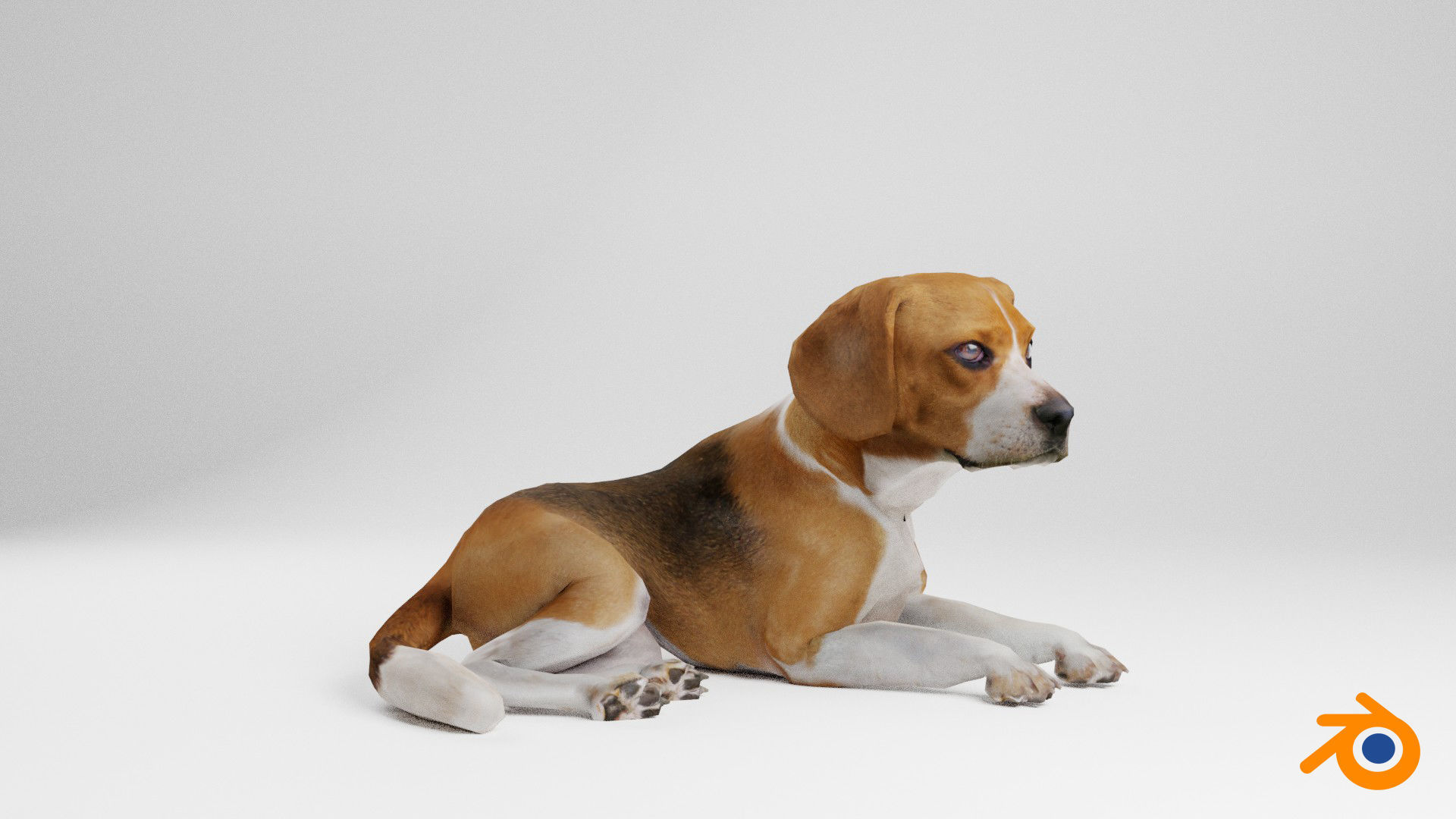 Beagle dog Low-poly 3D model_13