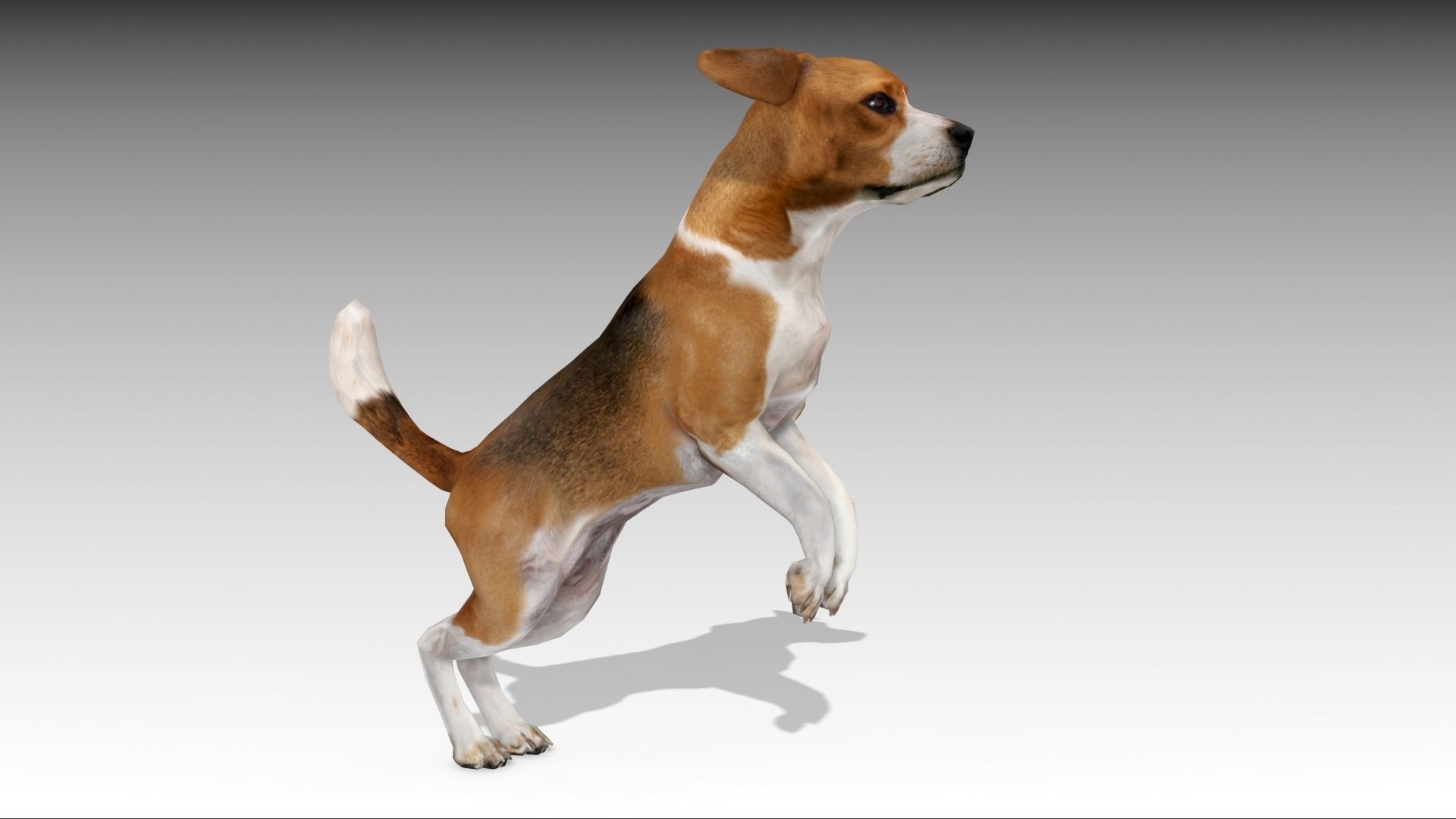 Beagle dog Low-poly 3D model_5