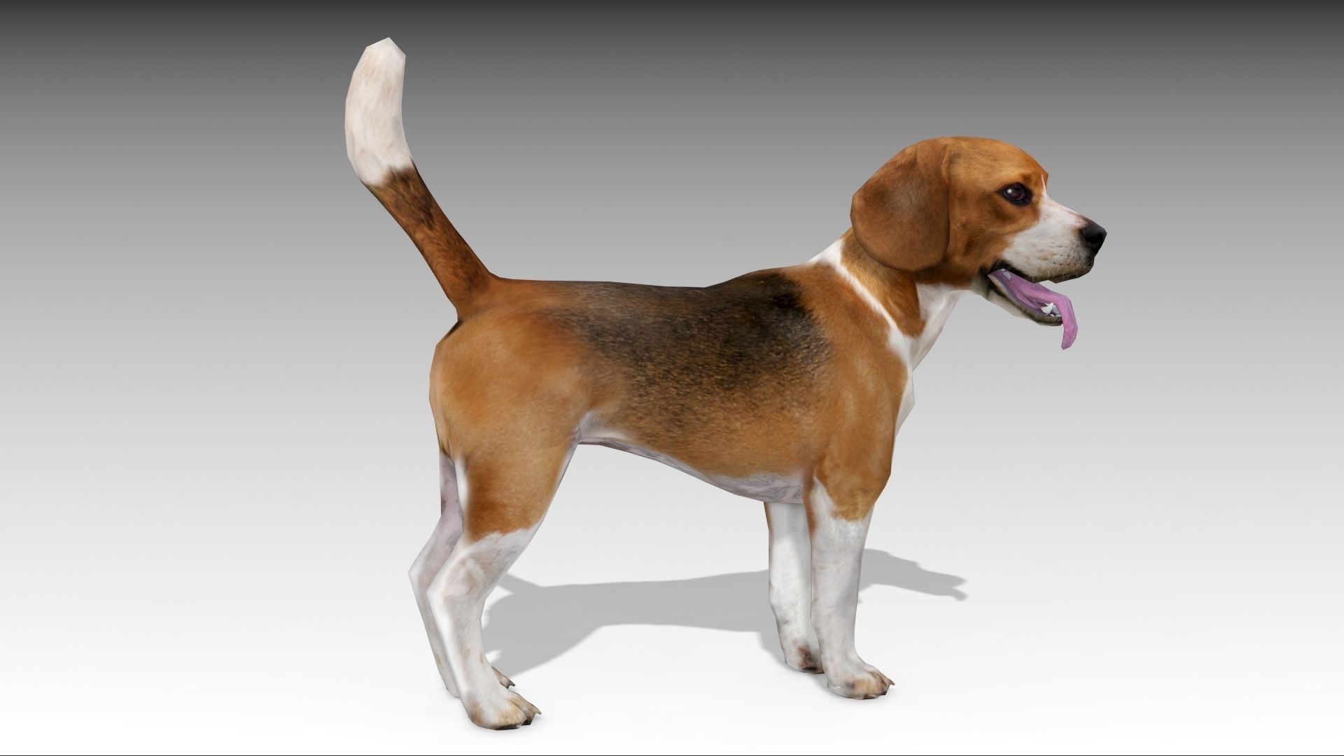 Beagle dog Low-poly 3D model_2