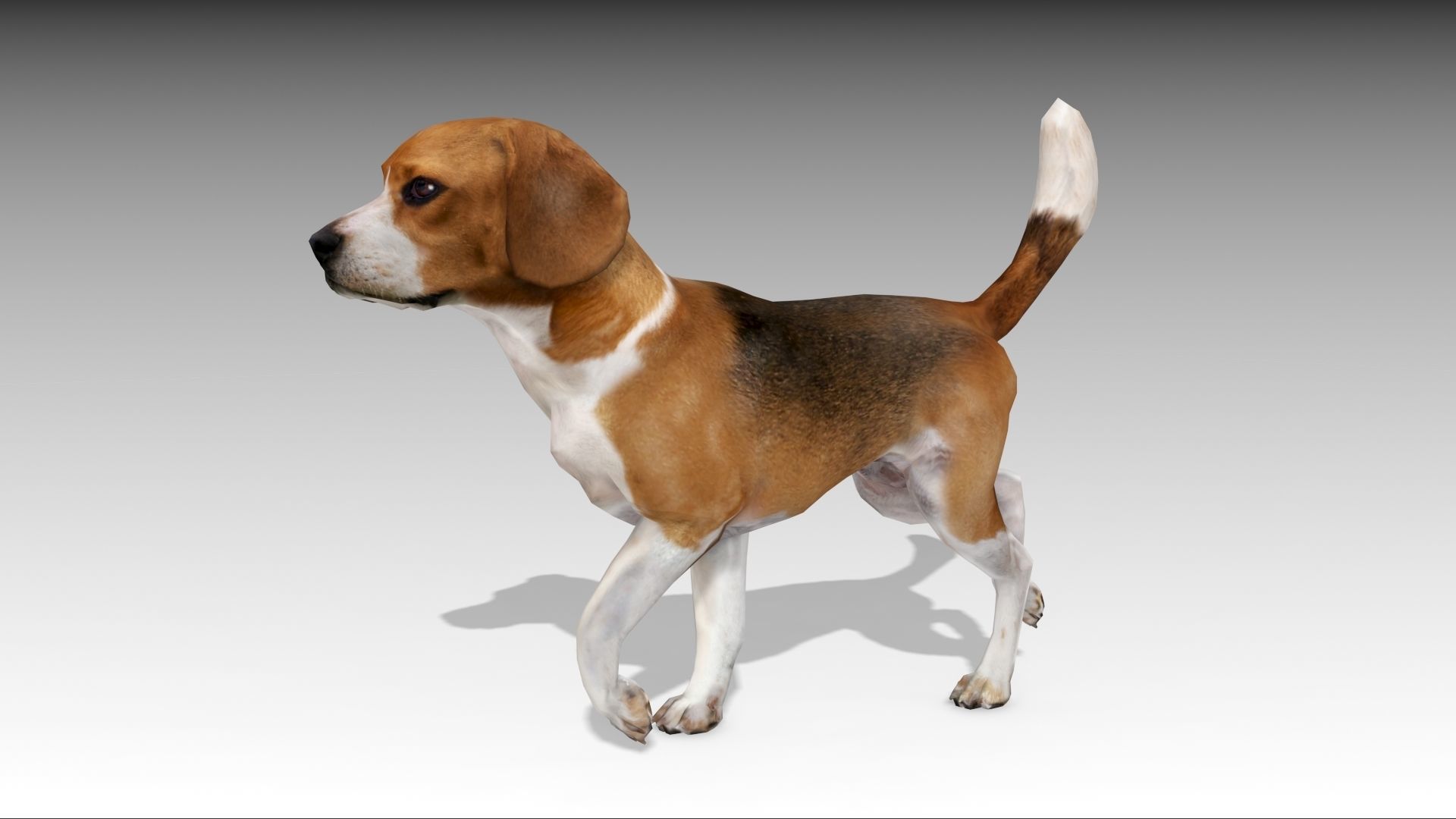 Beagle dog Low-poly 3D model_4