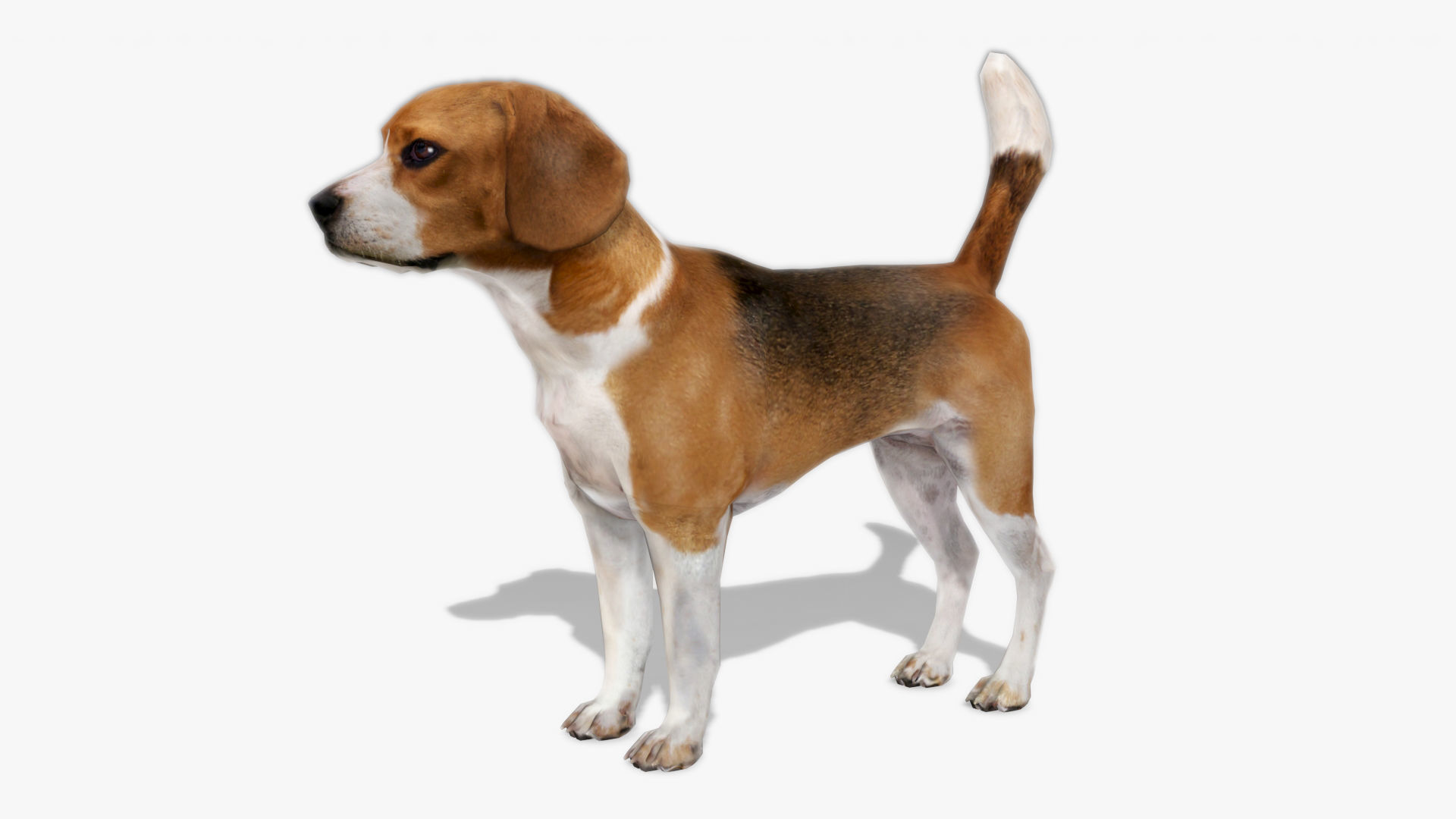 German Shepherd 3D Model