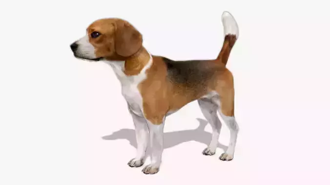 Beagle dog Low-poly 3D model
