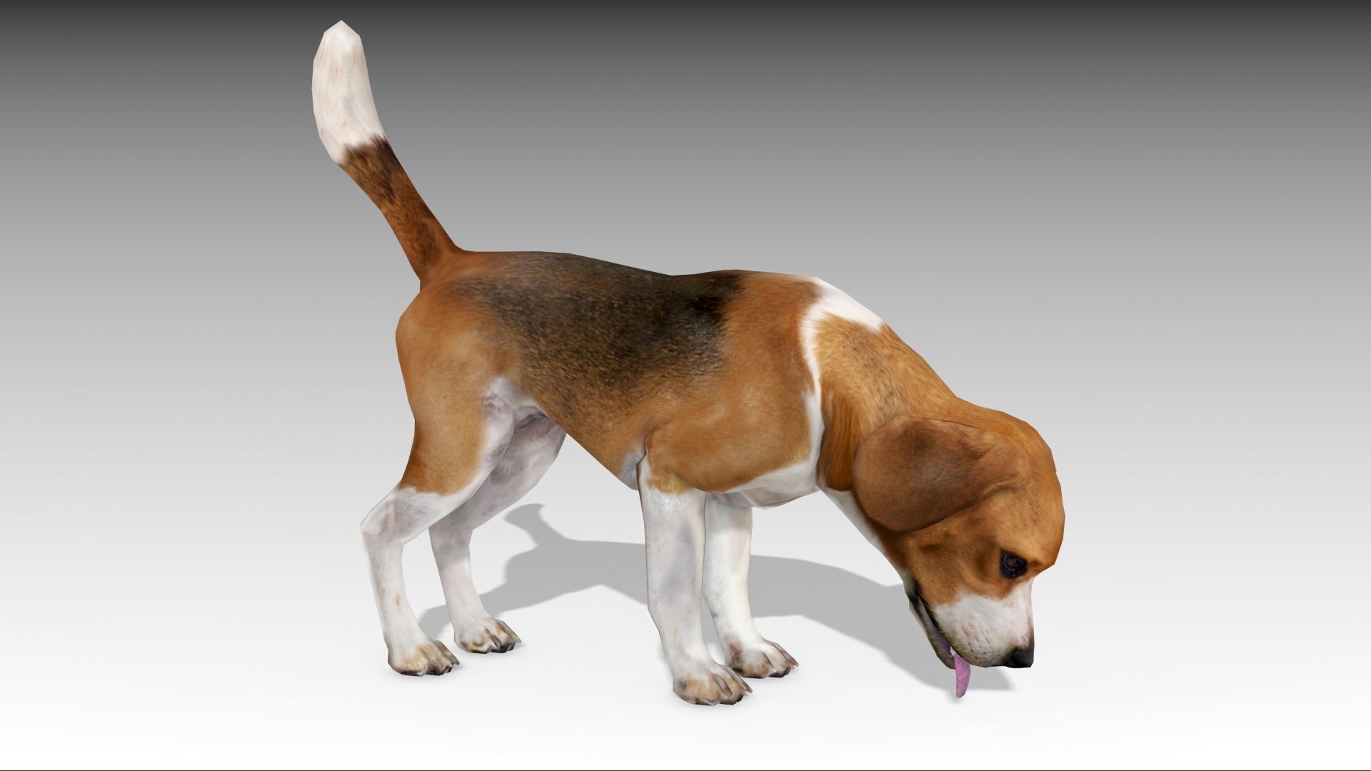 Beagle dog Low-poly 3D model_10