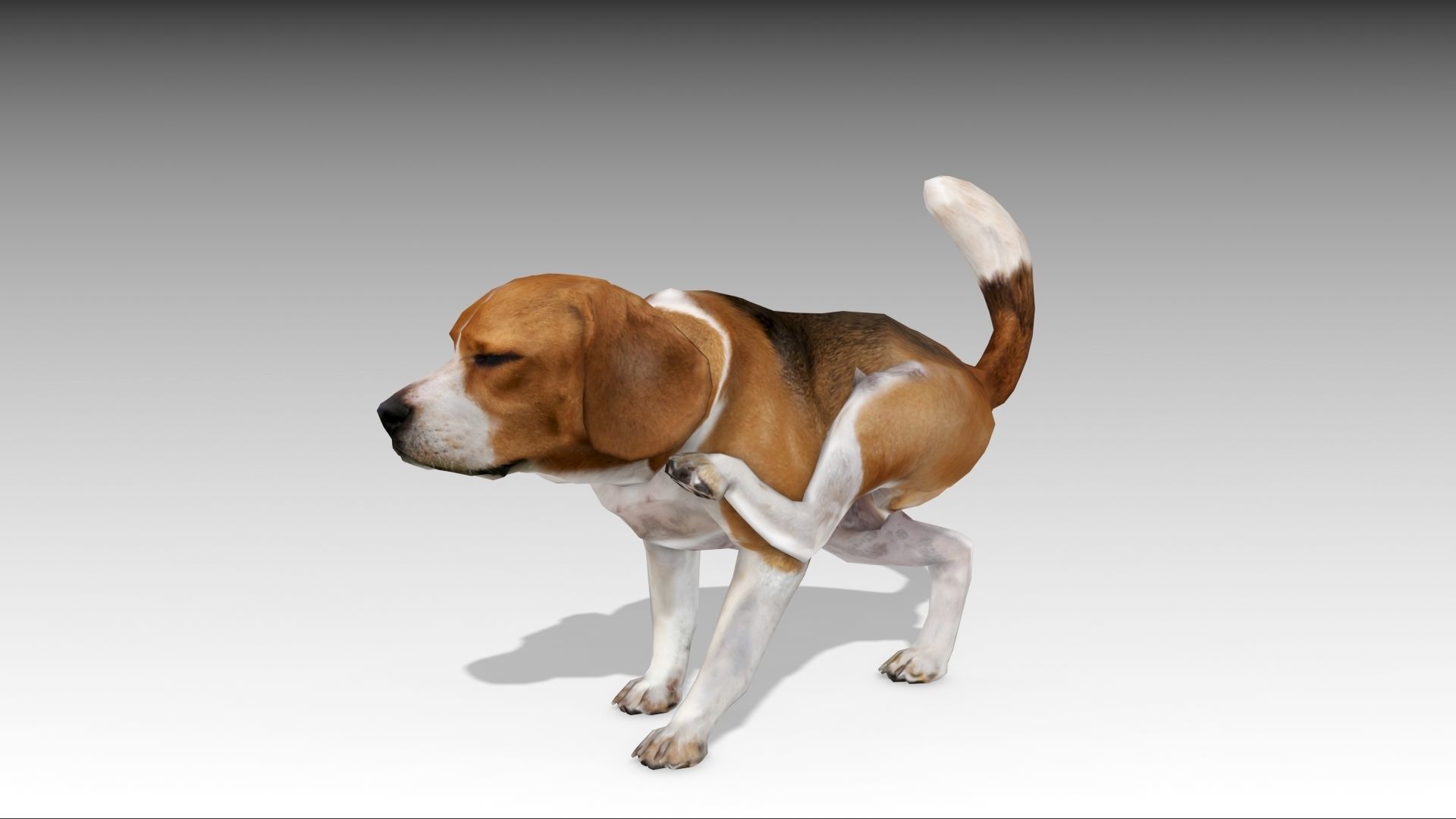Beagle dog Low-poly 3D model_9
