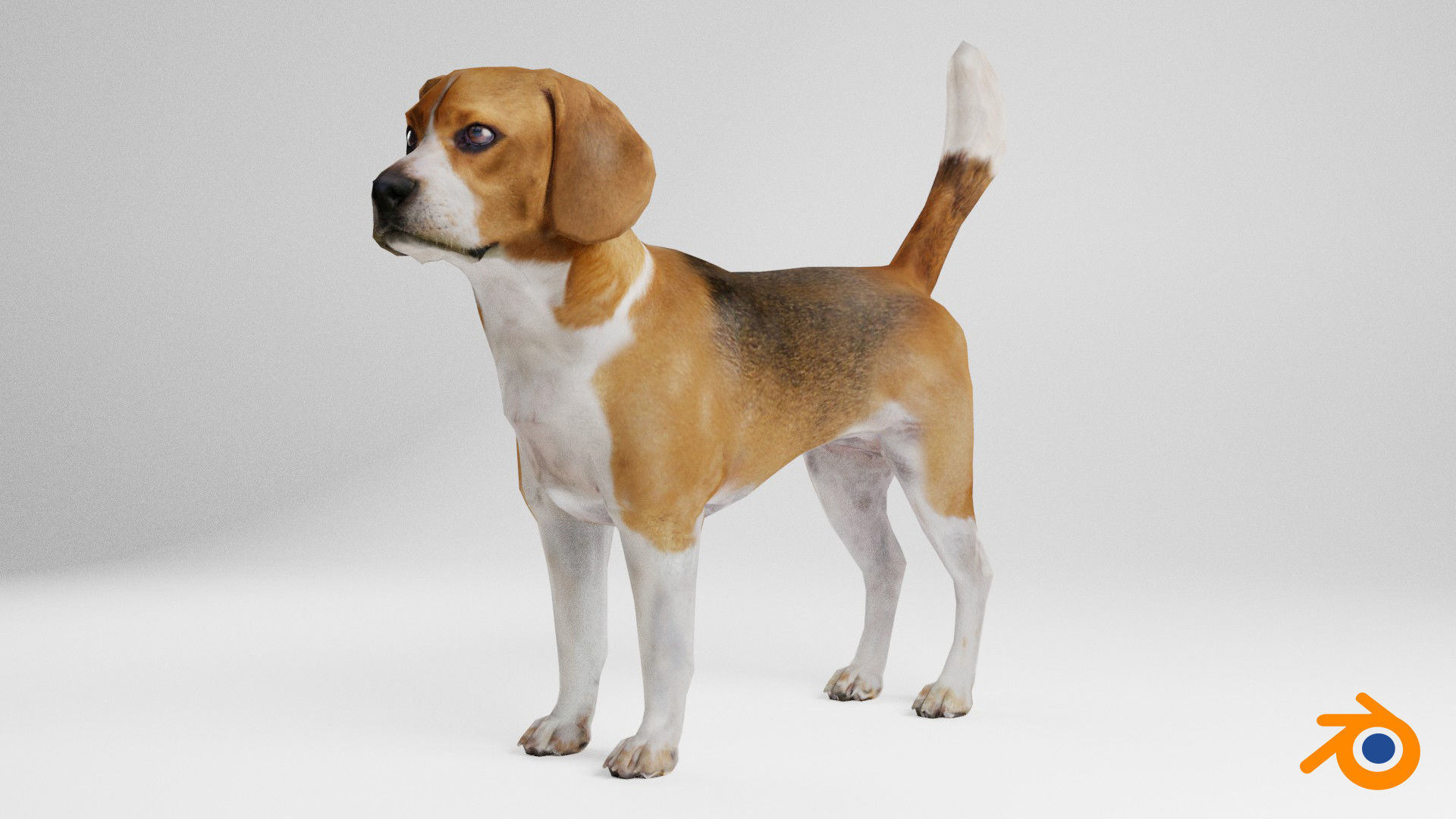 Beagle dog Low-poly 3D model_12