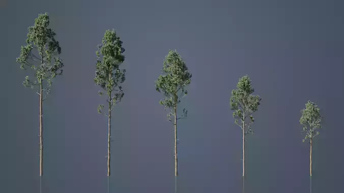 Tall Pine Trees Low-poly 3D model