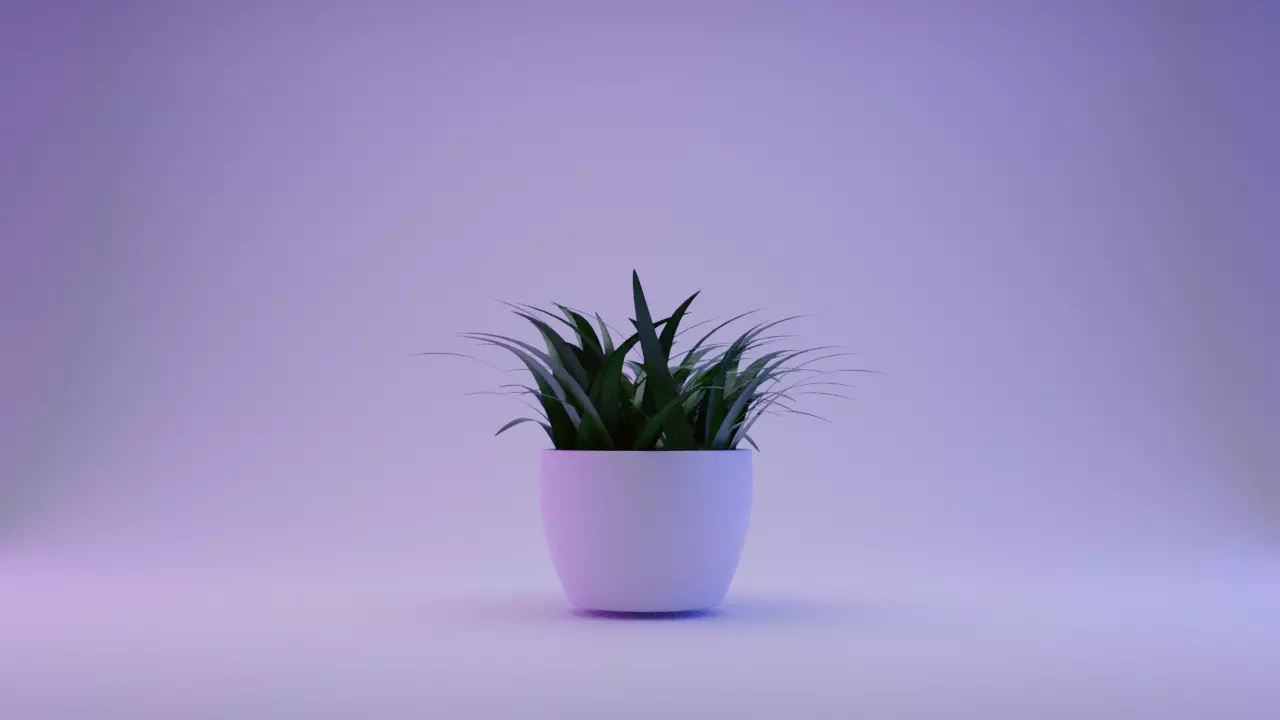 Plants plant in pot Free 3D model