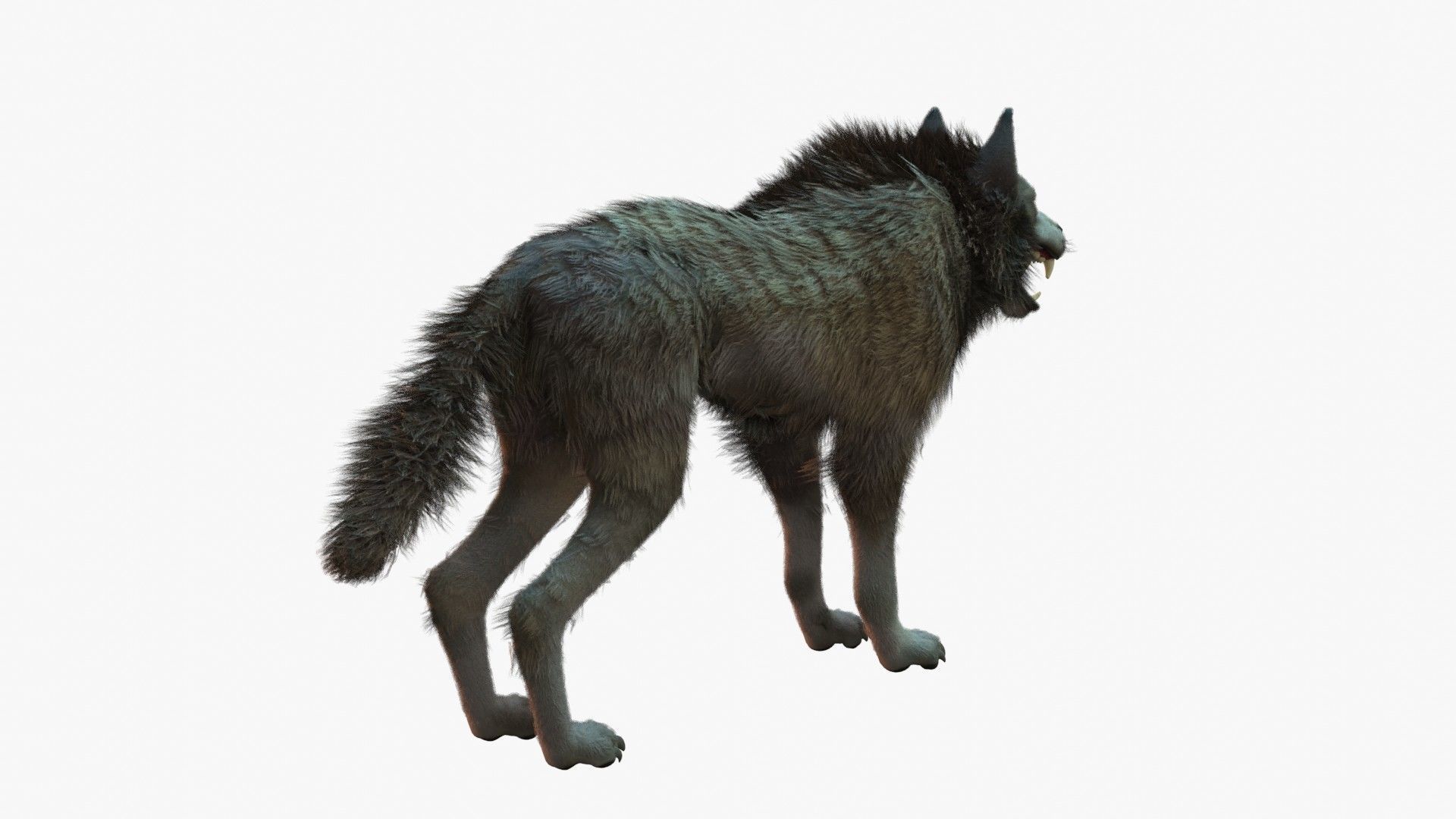 Wolf Rigged 3D model_10