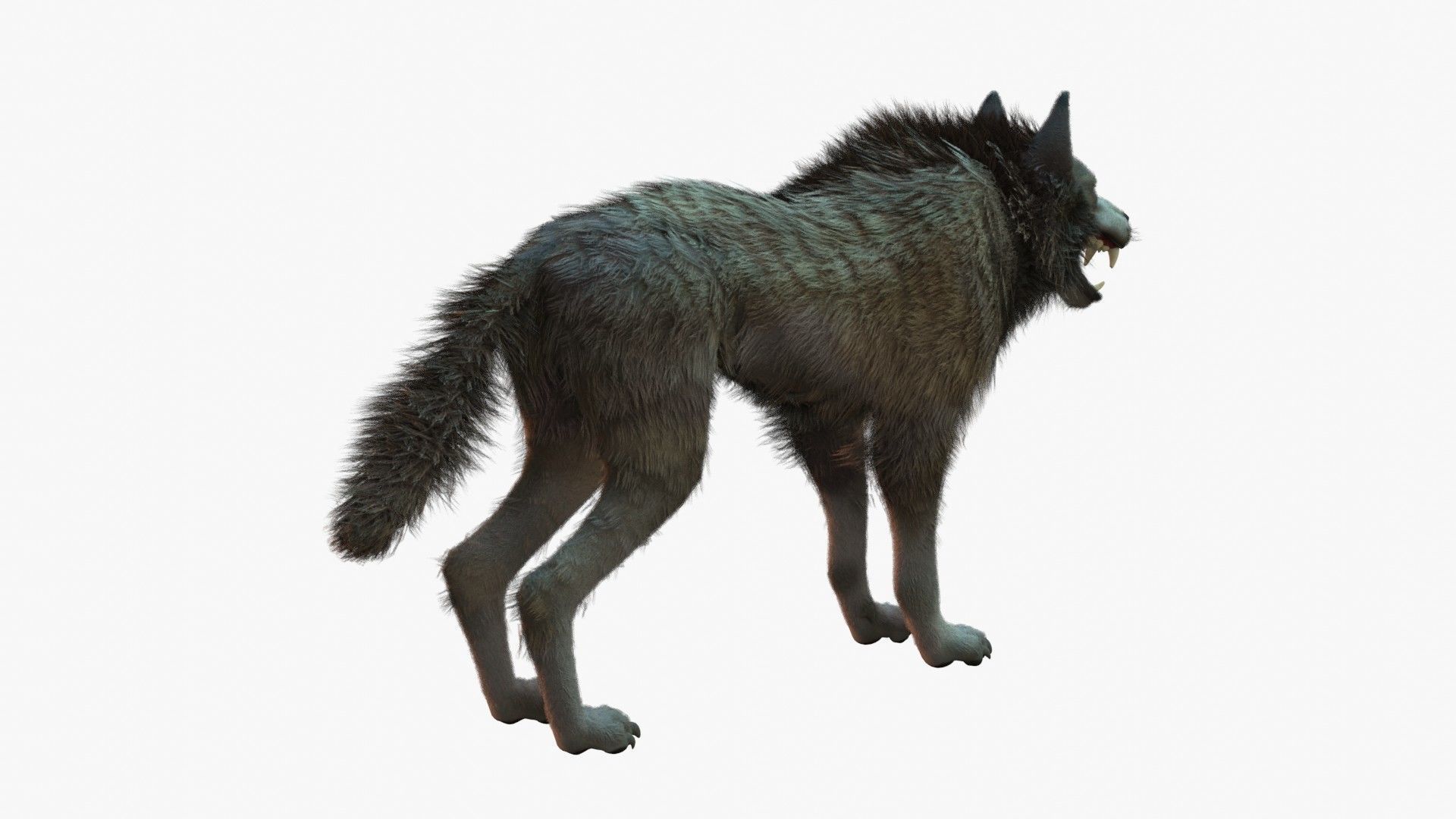 Wolf Rigged 3D model_15