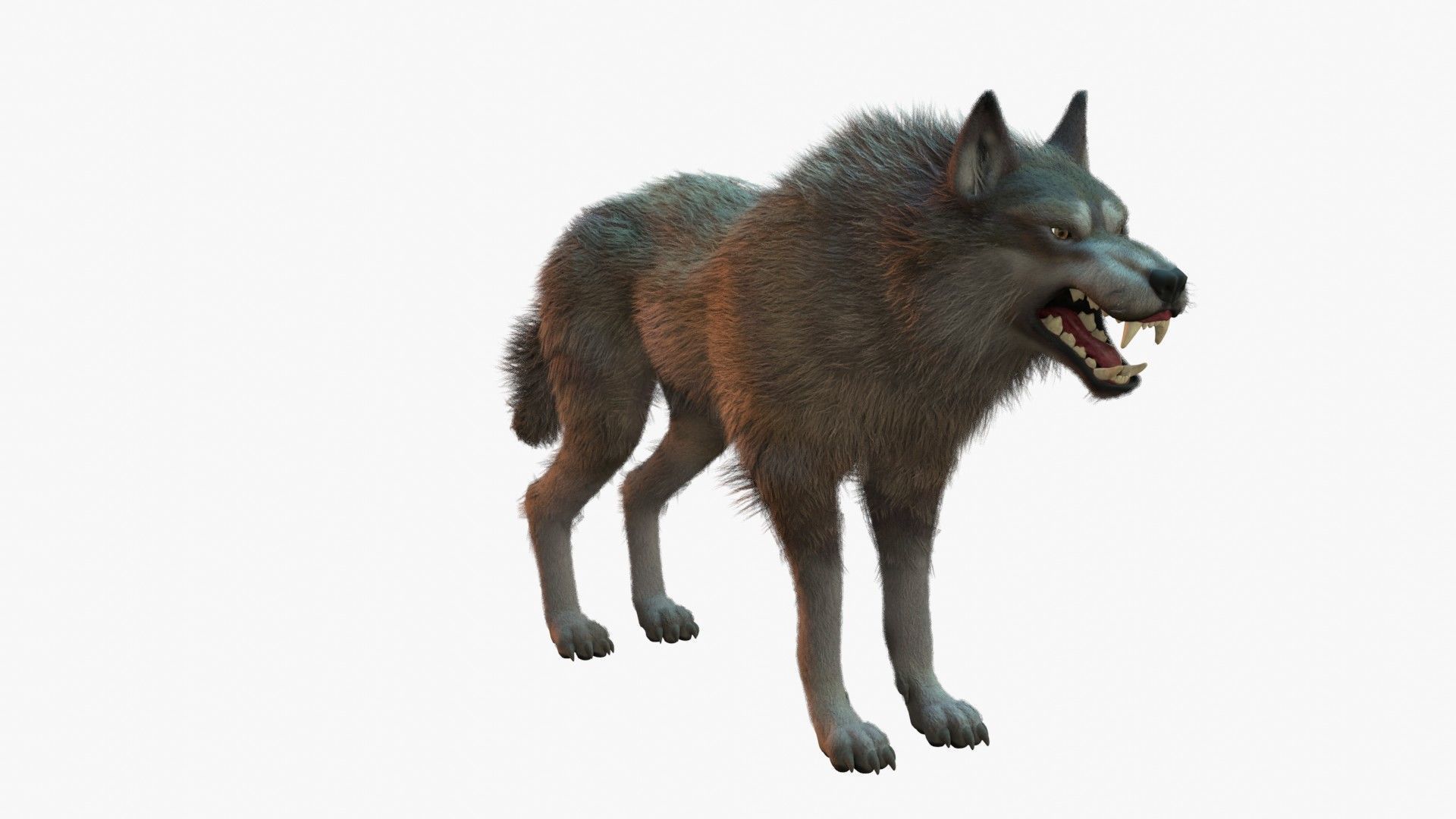 Wolf Rigged 3D model_14