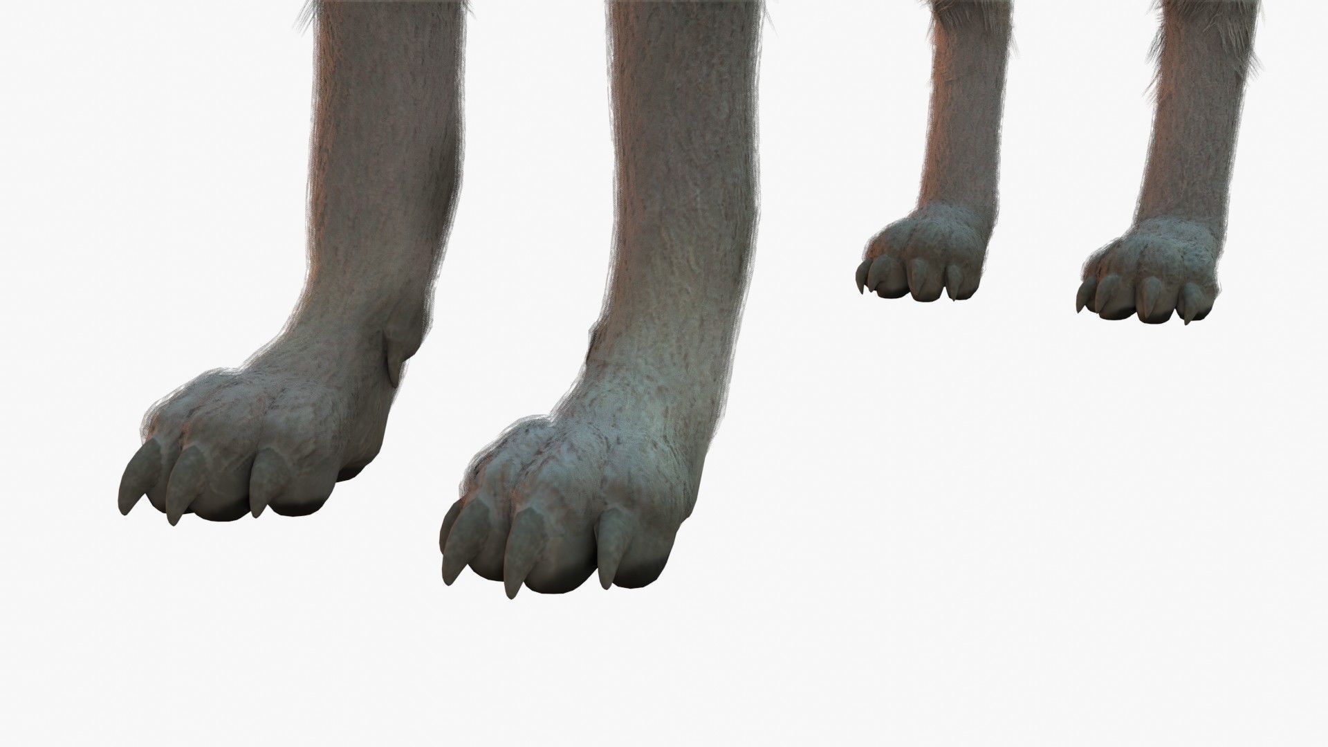 Wolf Rigged 3D model_6