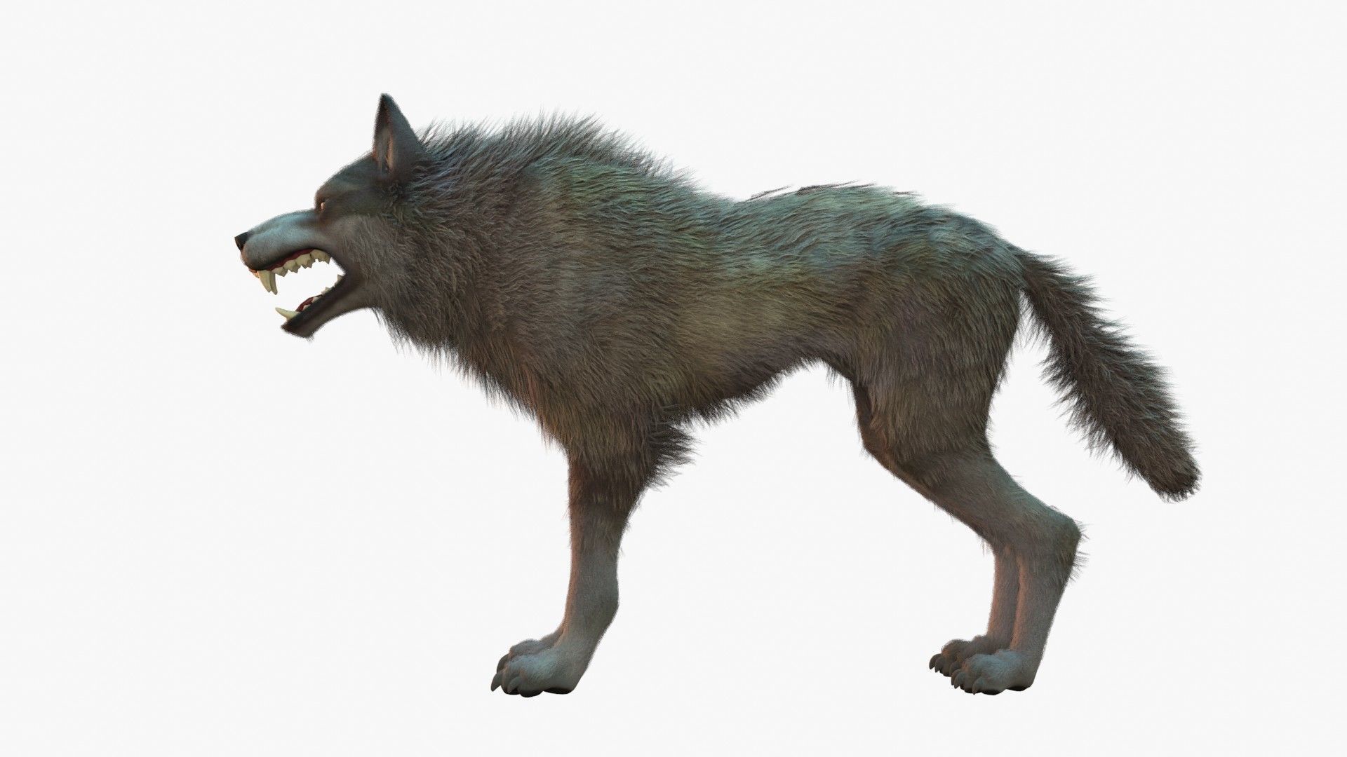 Wolf Rigged 3D model_5