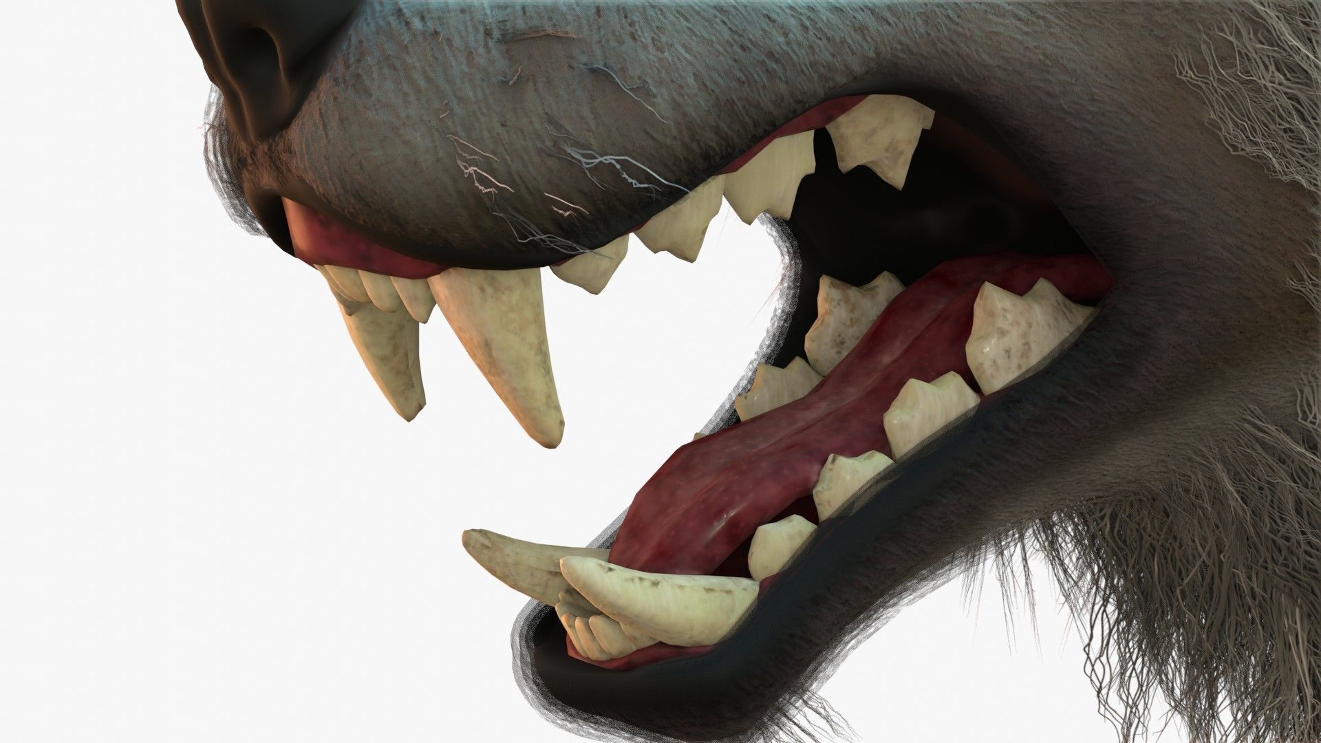Wolf Rigged 3D model_8