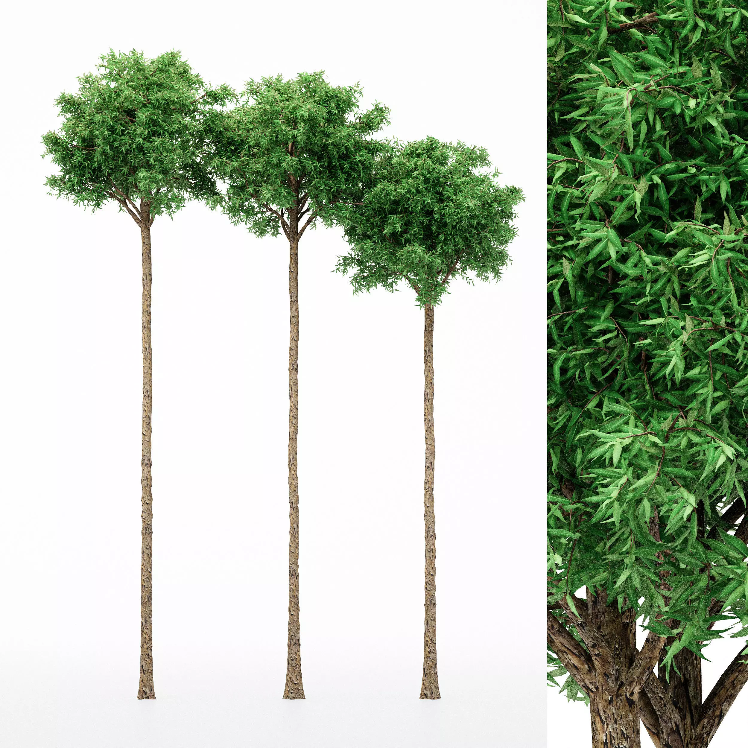3diffrent tree Flooded Gum 3 trees Models in the scene 3D model