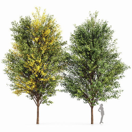 Canadian Poplar 2 Trees 3D model