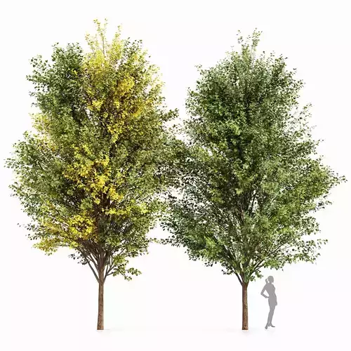 Canadian Poplar 2 Trees 3D model