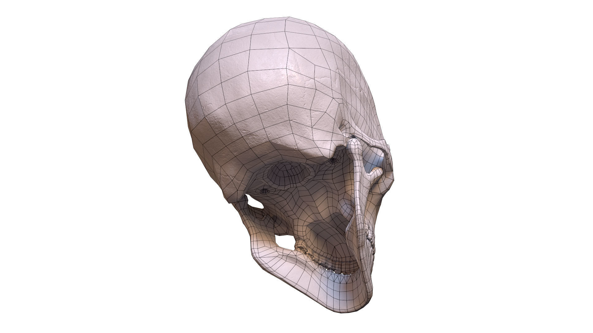 Human Male Skull Low Poly PBR Low-poly 3D model_3