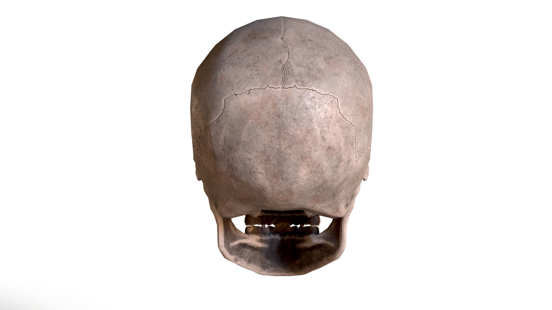 Human Male Skull Low Poly PBR Low-poly 3D model_6