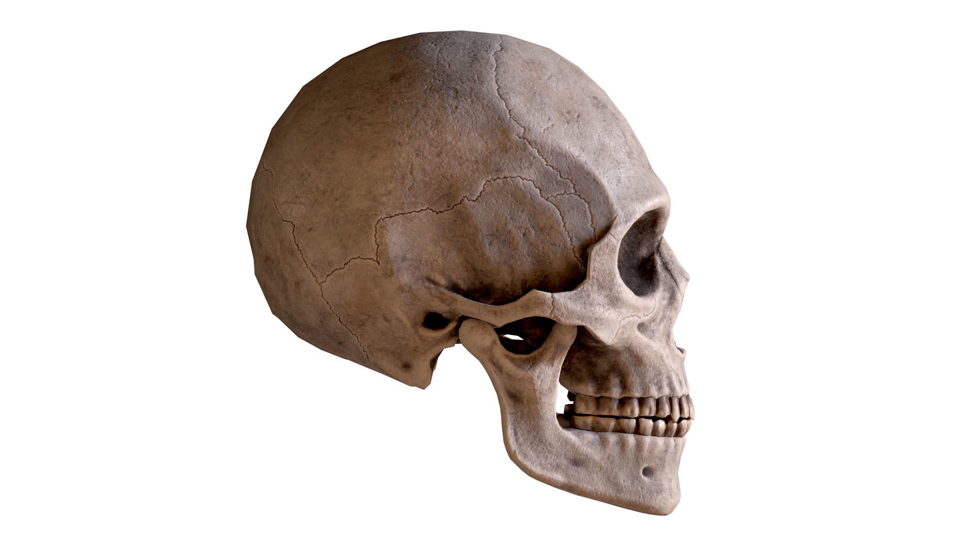 Human Male Skull Low Poly PBR Low-poly 3D model_5
