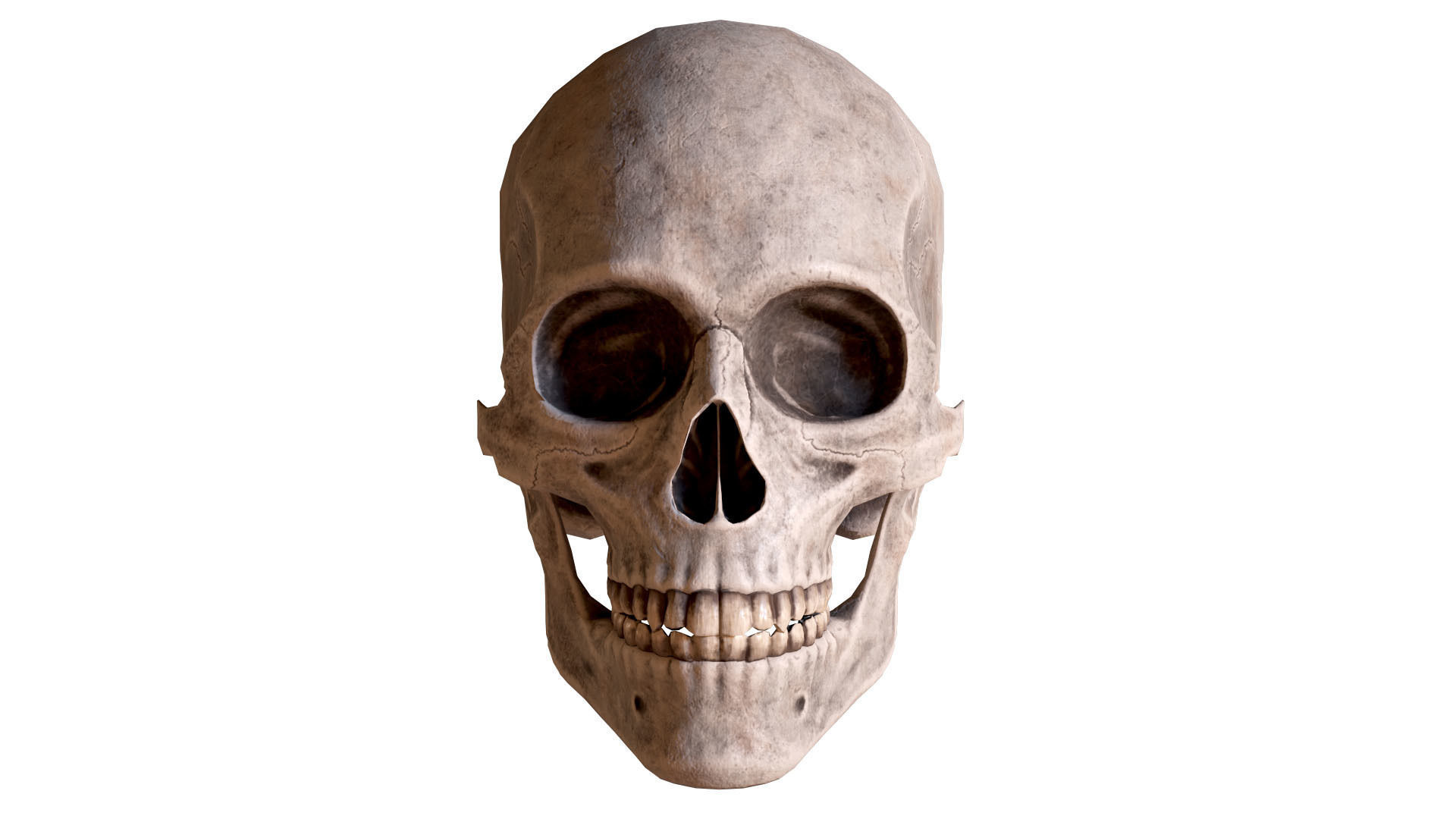 Human Male Skull Low Poly PBR Low-poly 3D model_4