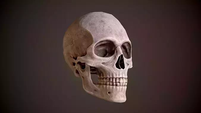 Human Male Skull Low Poly PBR