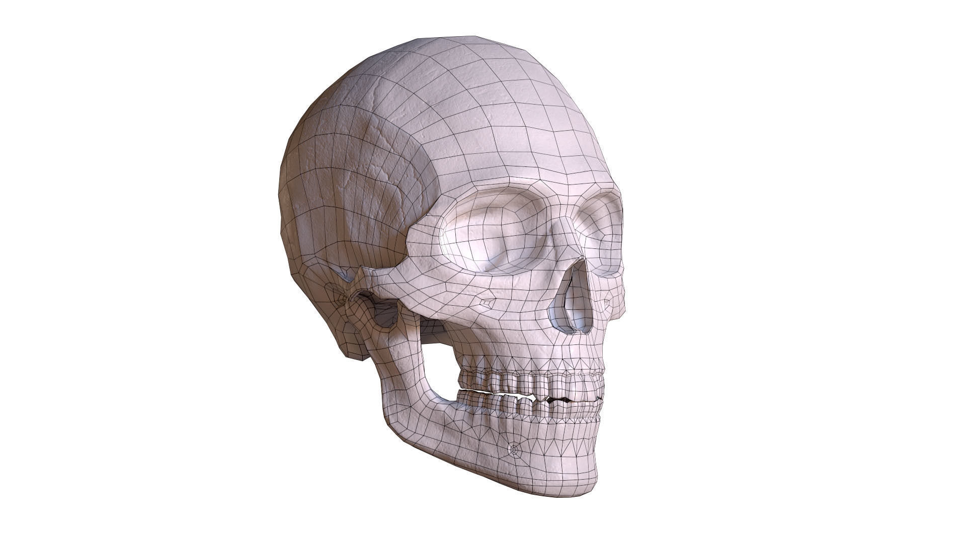 Human Male Skull Low Poly PBR Low-poly 3D model_1