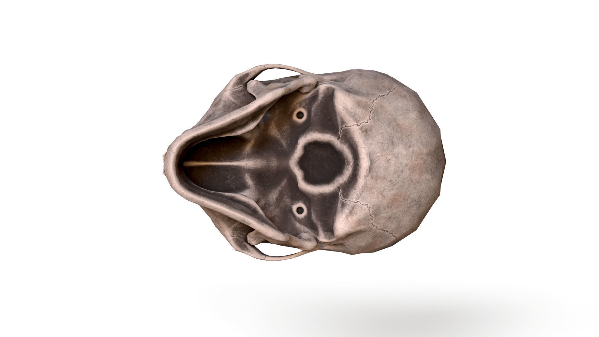 Human Male Skull Low Poly PBR Low-poly 3D model_7