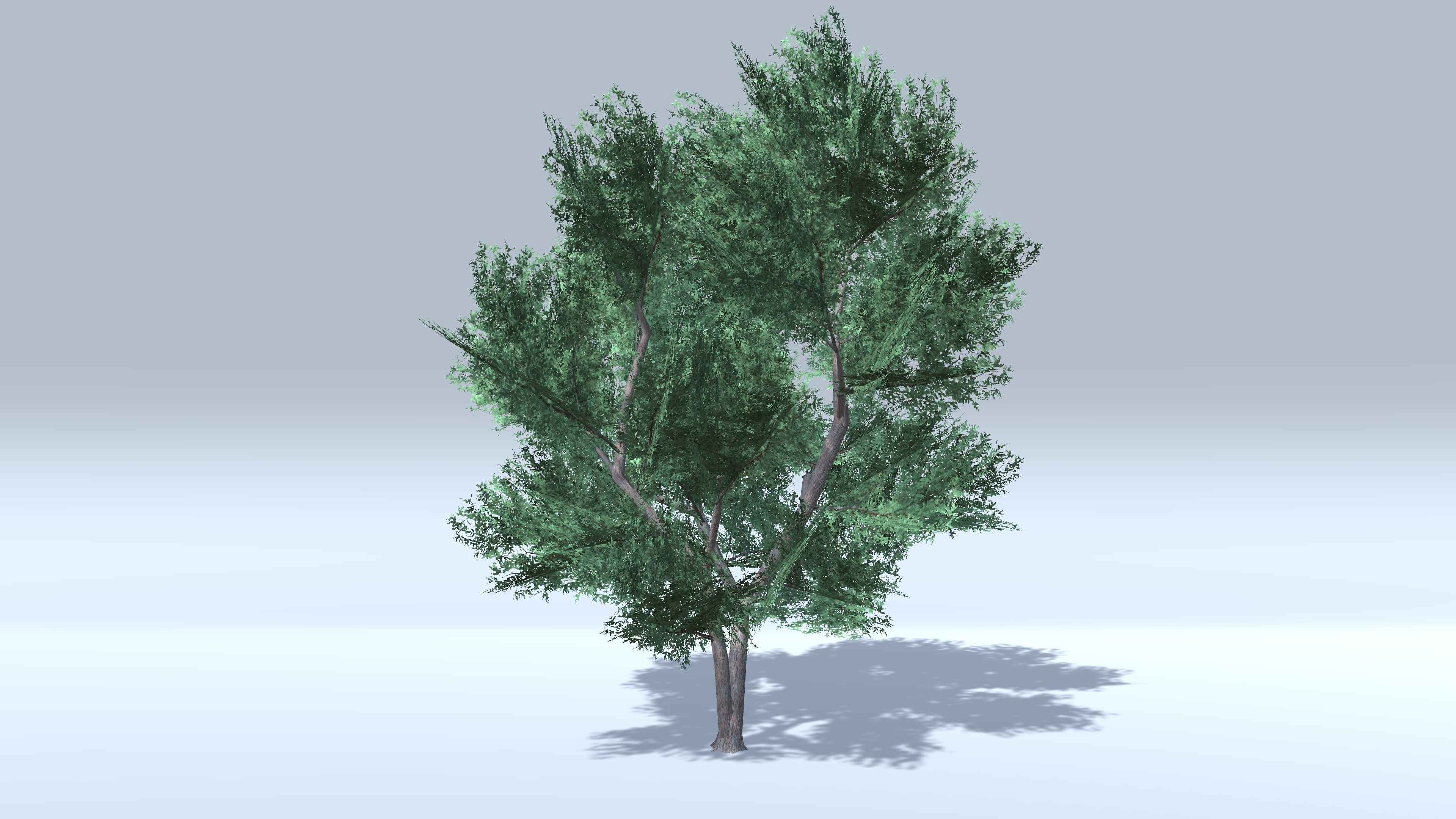 Prosopis Trees - Mobile Low-poly 3D model_2