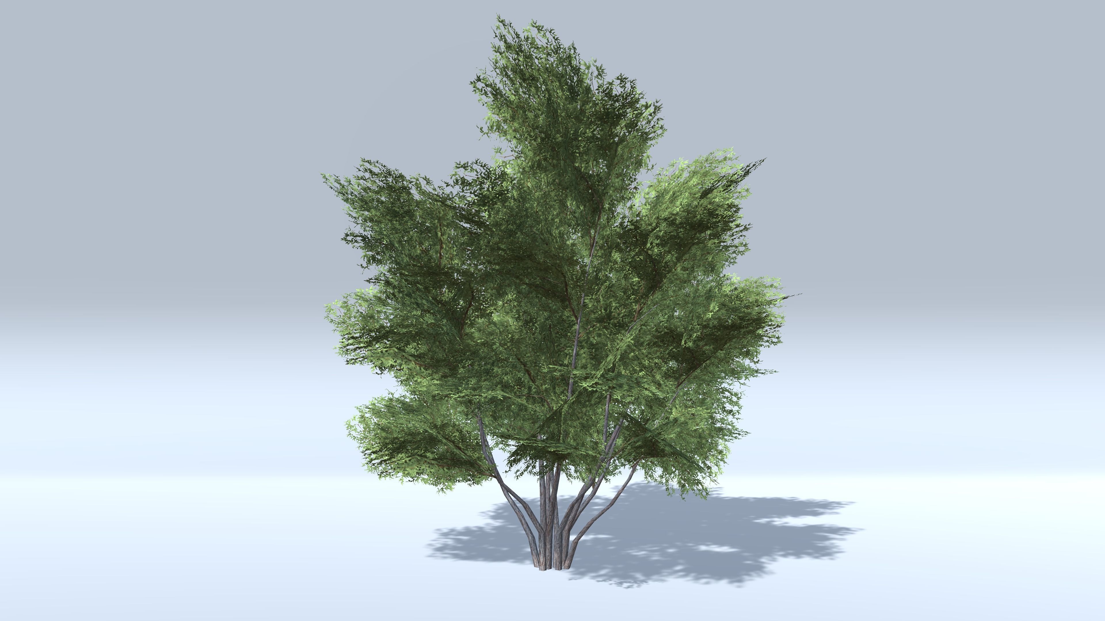 Prosopis Trees - Mobile Low-poly 3D model_1