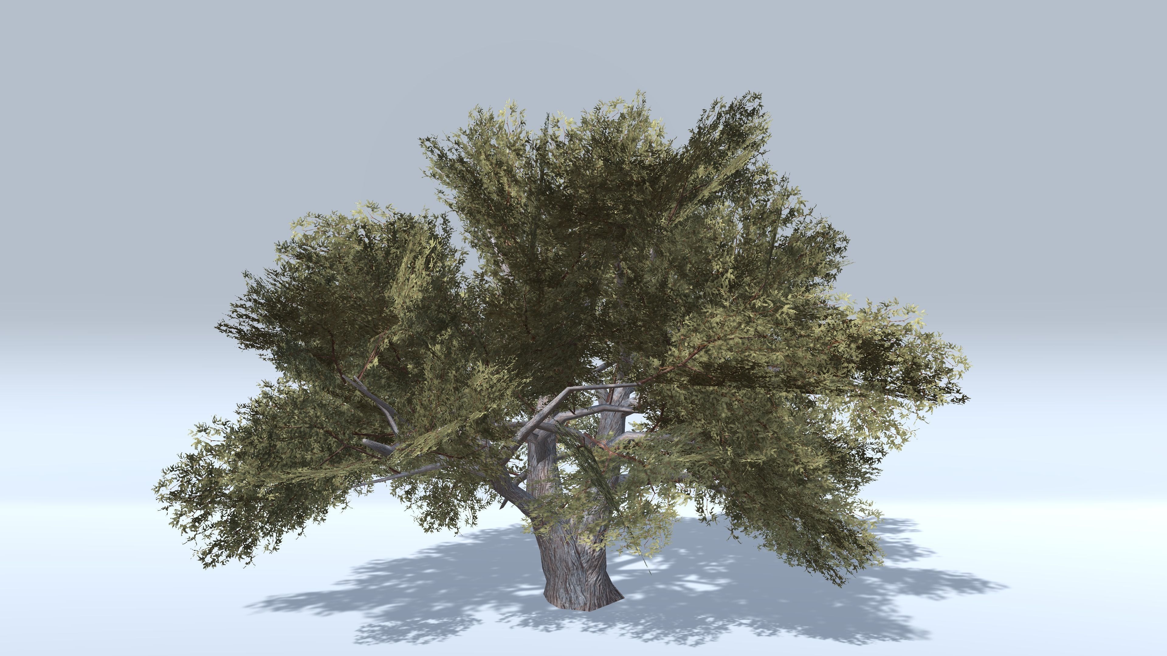 Prosopis Trees - Mobile Low-poly 3D model_3